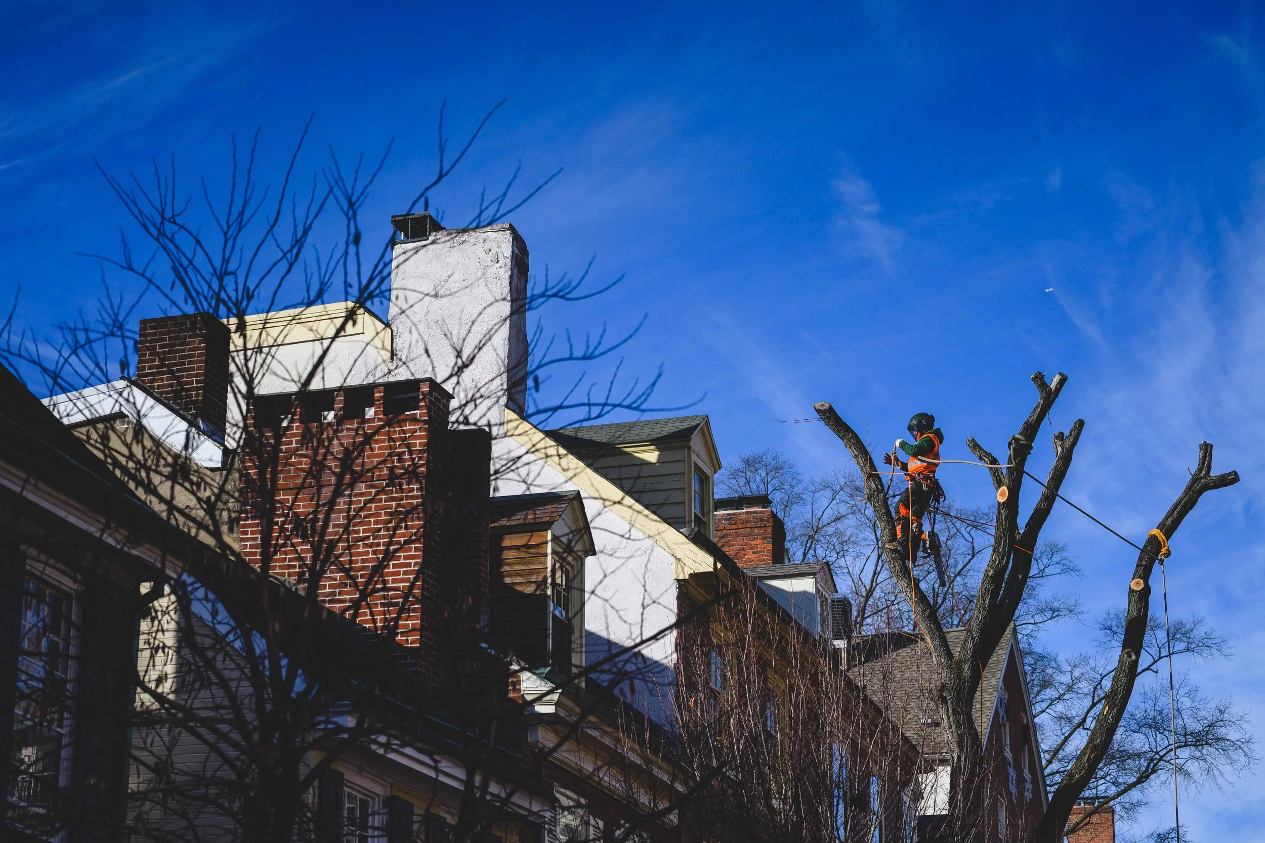 Ground Three Philadelphia Tree Cutting-79.jpg