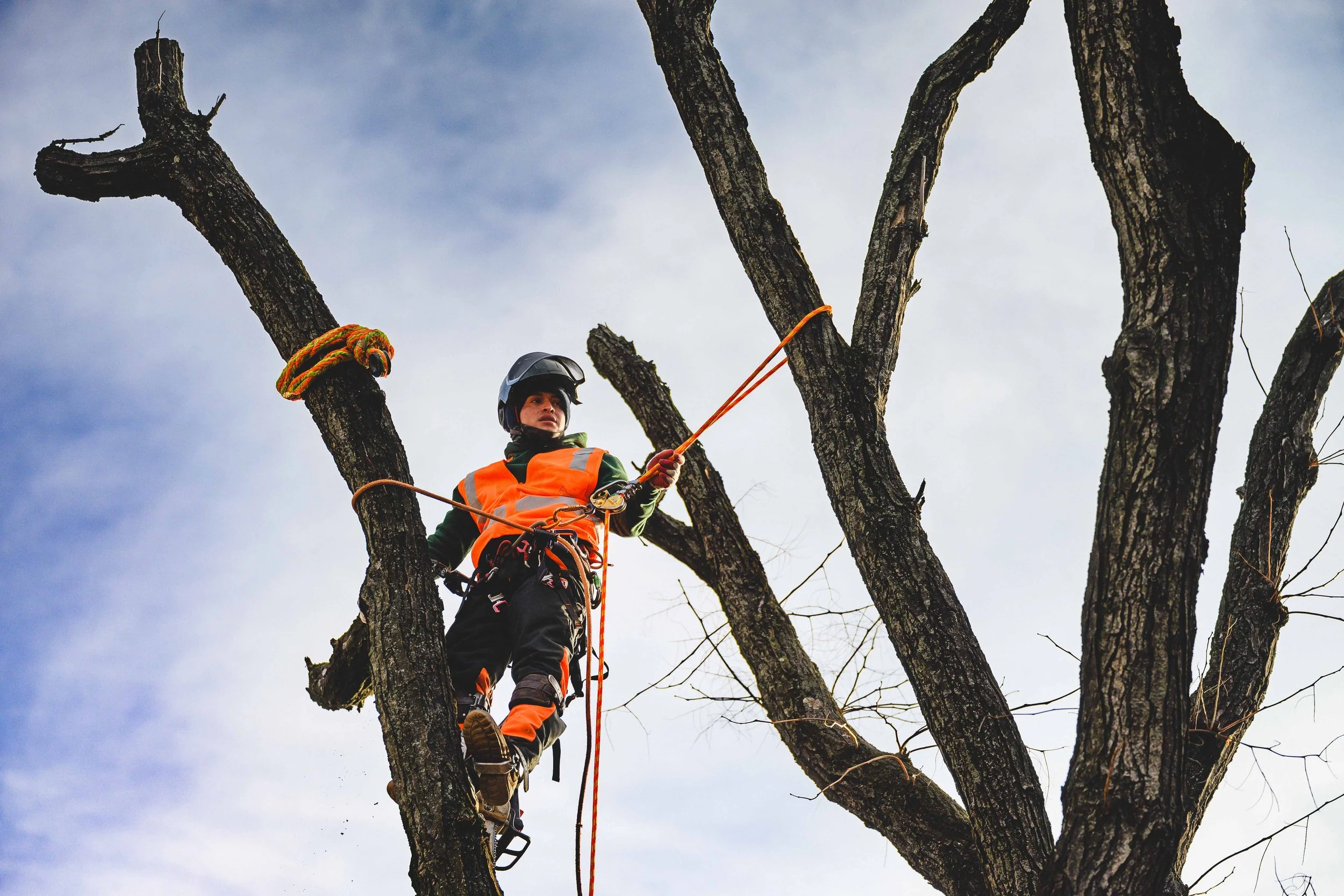 Ground Three Philadelphia Tree Cutting-15.jpg