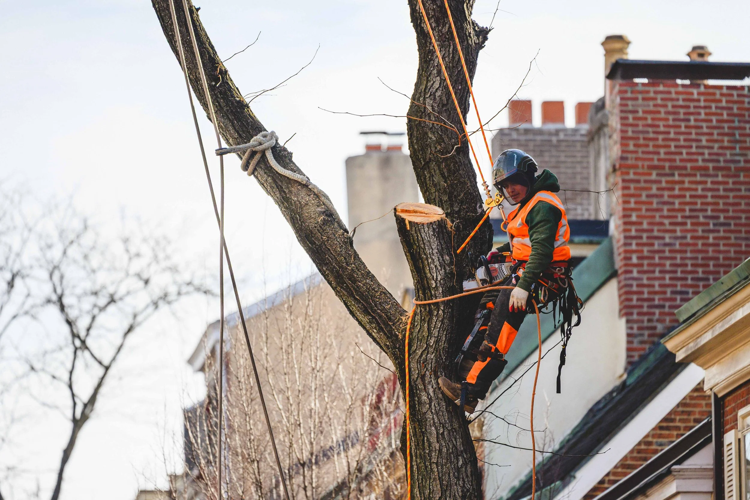 Ground Three Philadelphia Tree Cutting-58.jpg