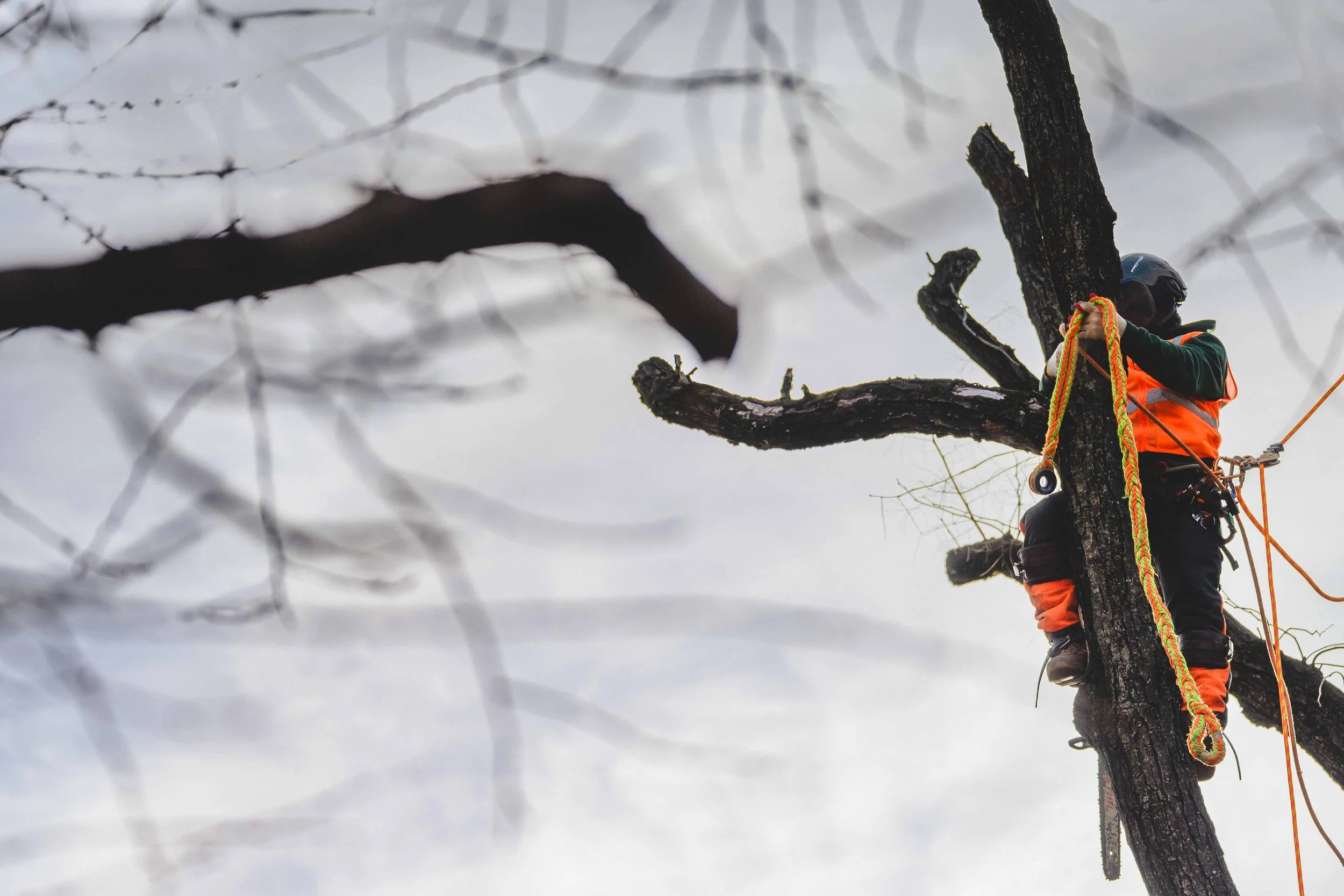 Ground Three Philadelphia Tree Cutting-13.jpg