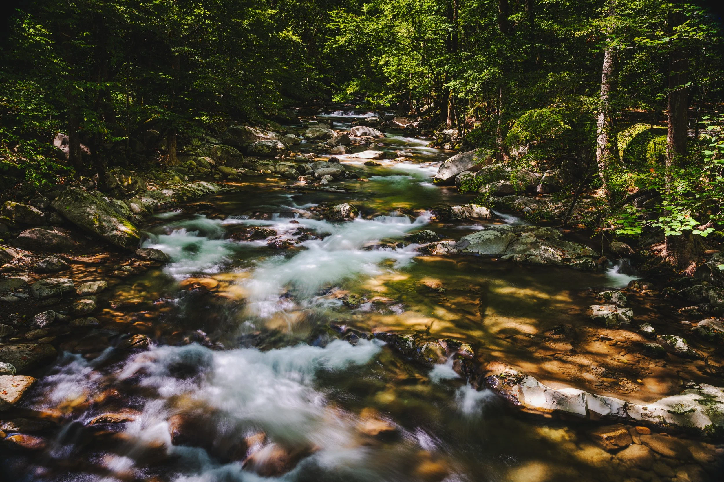 A flowing stream in a forest with lush green trees and rocks along the water's edge, sunlight filtering through the leaves.