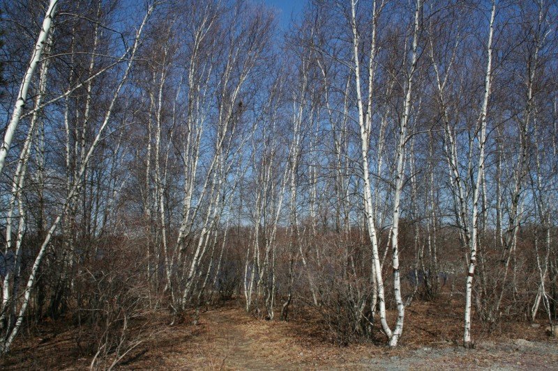Bare trees in a forest with a dirt path, under a clear blue sky.  Artist's own photography.