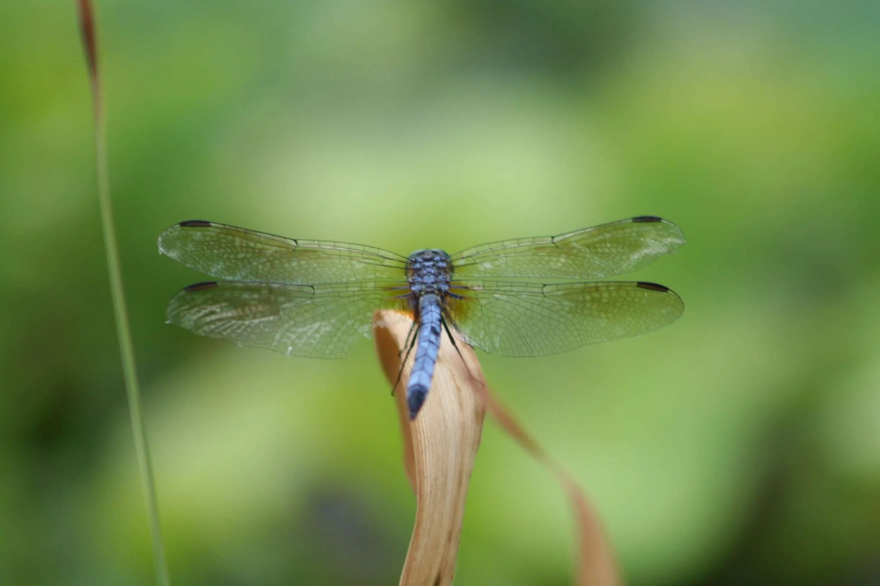 Starting Simply, Living Fully