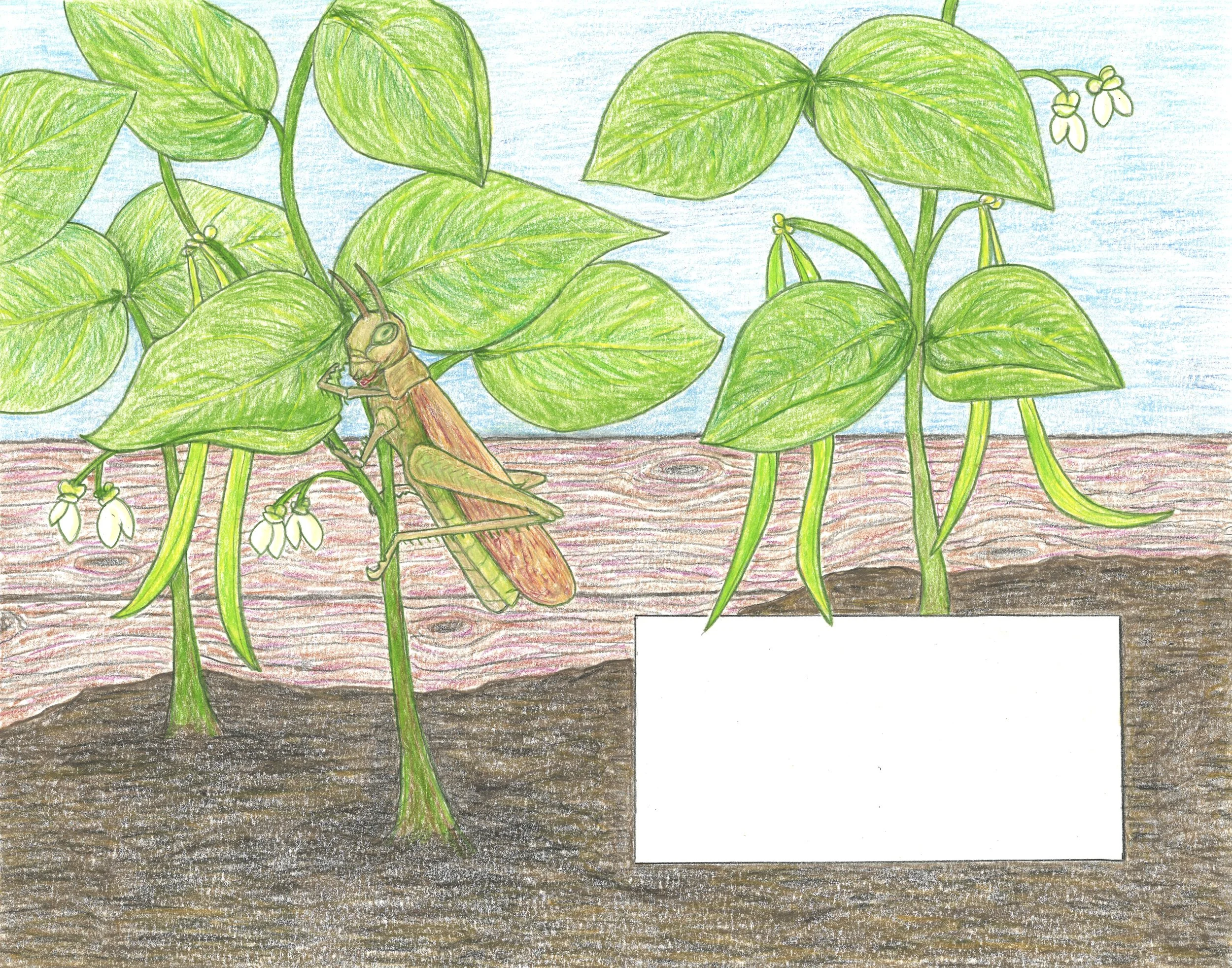 A colorful drawing of a cricket on a green bean plant with large leaves and small white flowers, with soil and a blue sky in the background. Illustration for children's book, Grasshopper Garden.