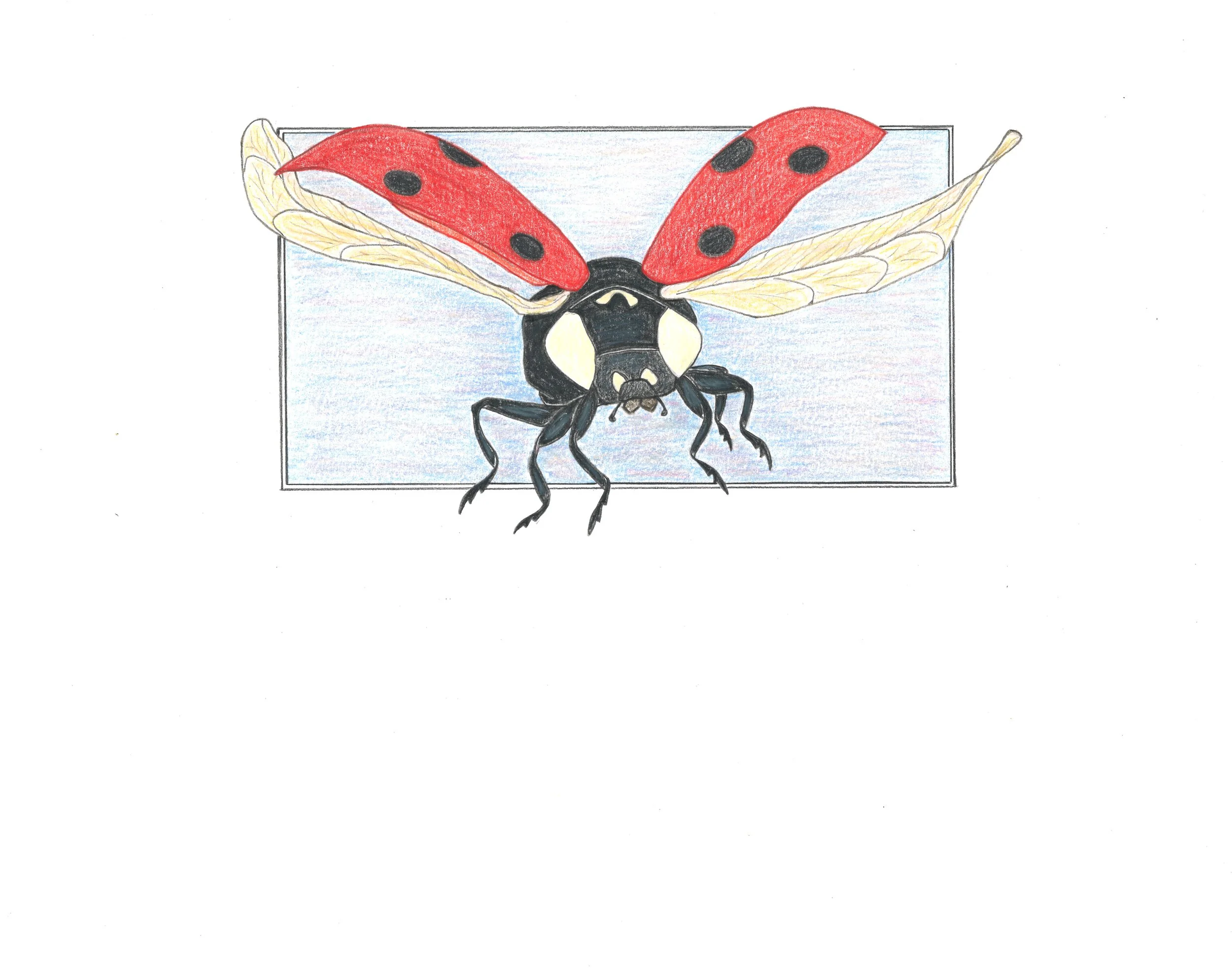 Hand-drawn colored illustration of a ladybug with large red wings and black spots, and yellowish transparent wings, in flight. Illustration for children's book, Grasshopper Garden.