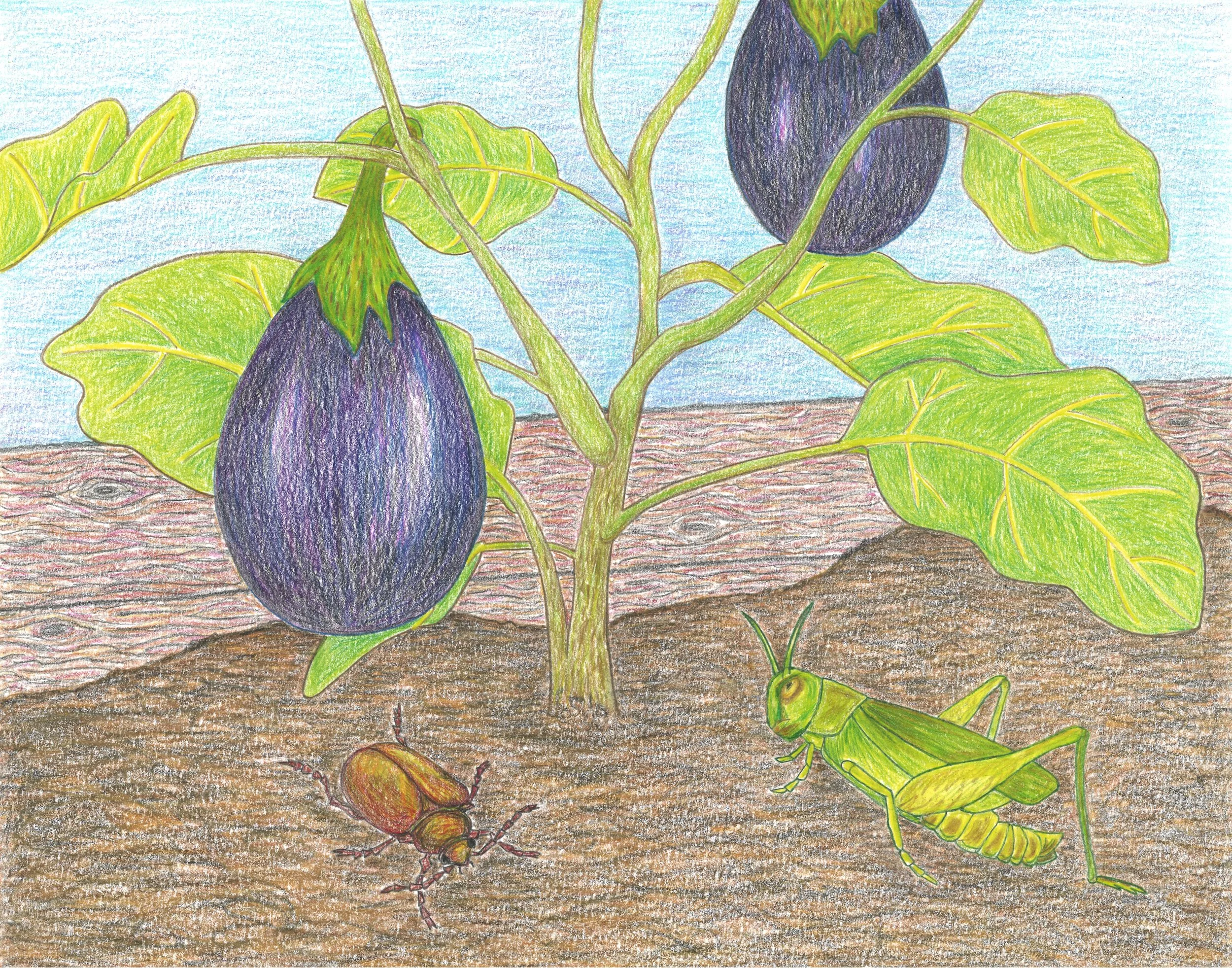 Colored pencil drawing of an eggplant plant with two purple eggplants, green leaves, and two insects on the soil, one brown beetle and one green grasshopper. Illustration for children's book, Grasshopper Garden.