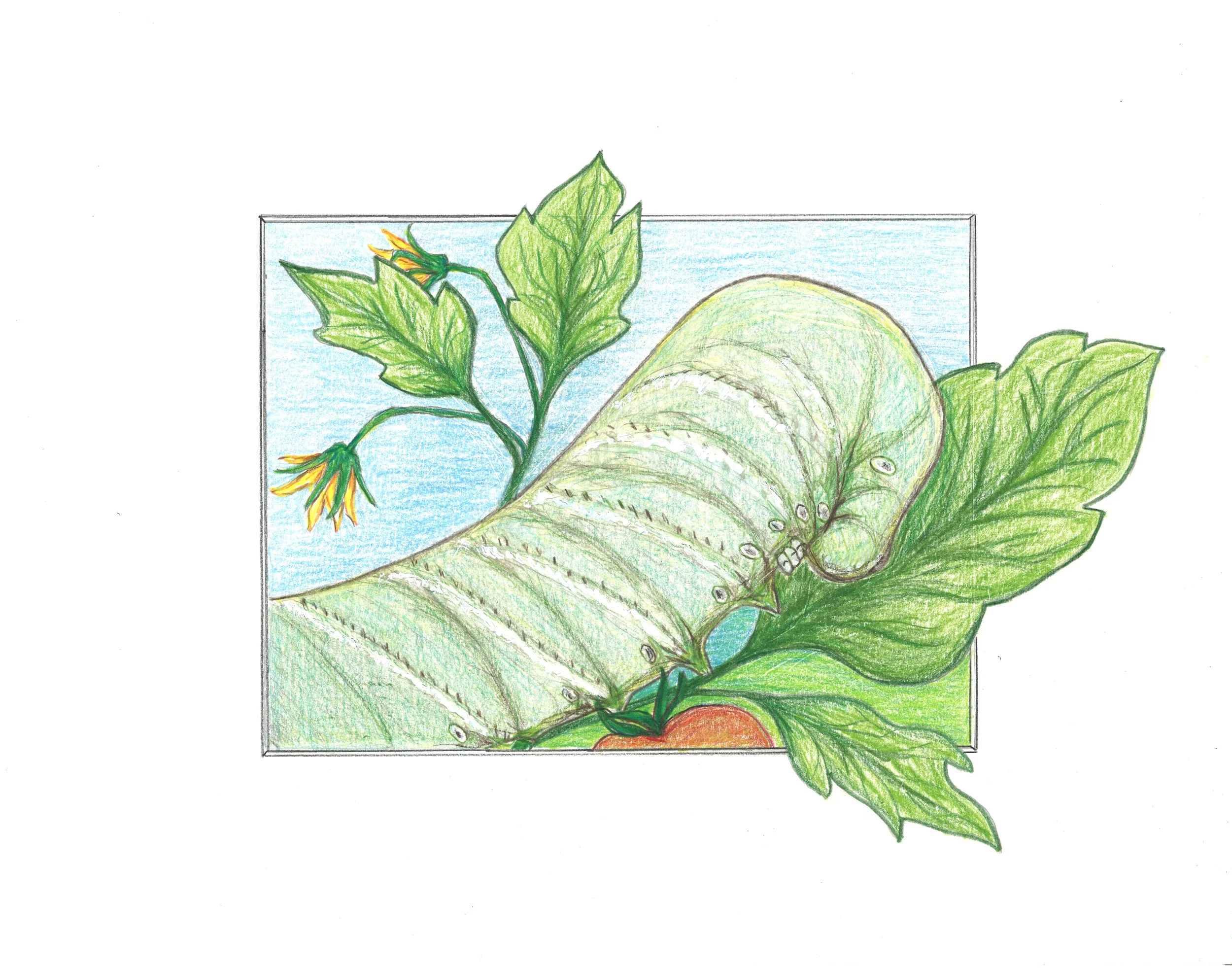 Colored pencil drawing of a hornworm on a tomato plant against a light blue background. Illustration for children's book, Grasshopper Garden.