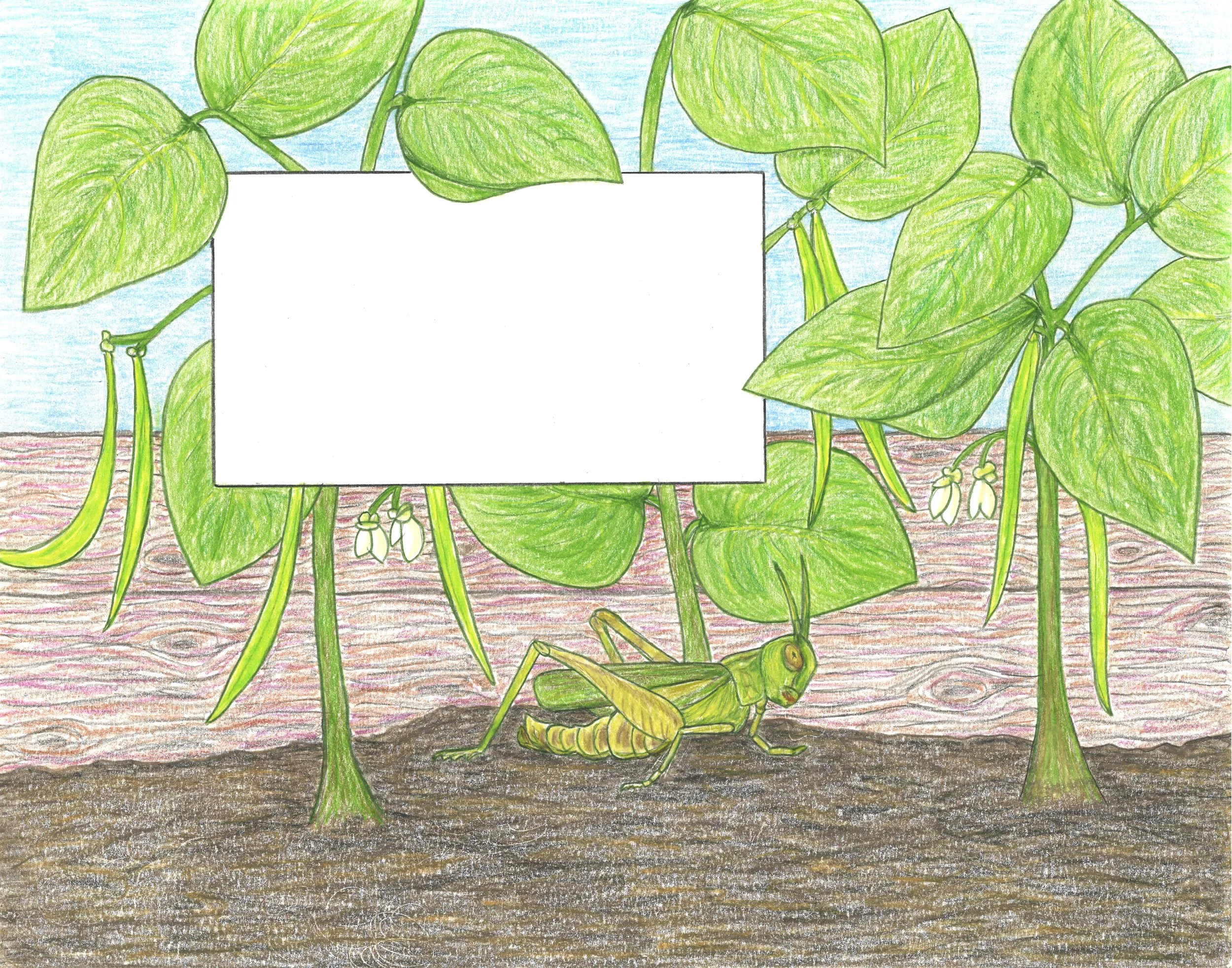 Colored pencil drawing of a bean plant with large green leaves and white flowers, growing in soil. A grasshopper is on the ground in front of the plant. Illustration for children's book, Grasshopper Garden.