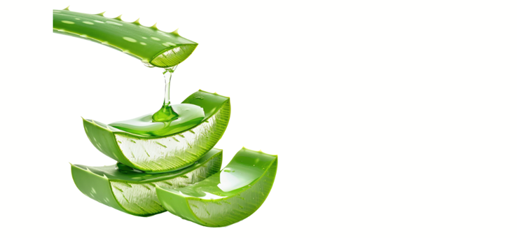 Foglie di aloe vera fresche tagliate con gel naturale — rimedio naturale  per la salute del cuoio capelluto e la caduta dei capelli