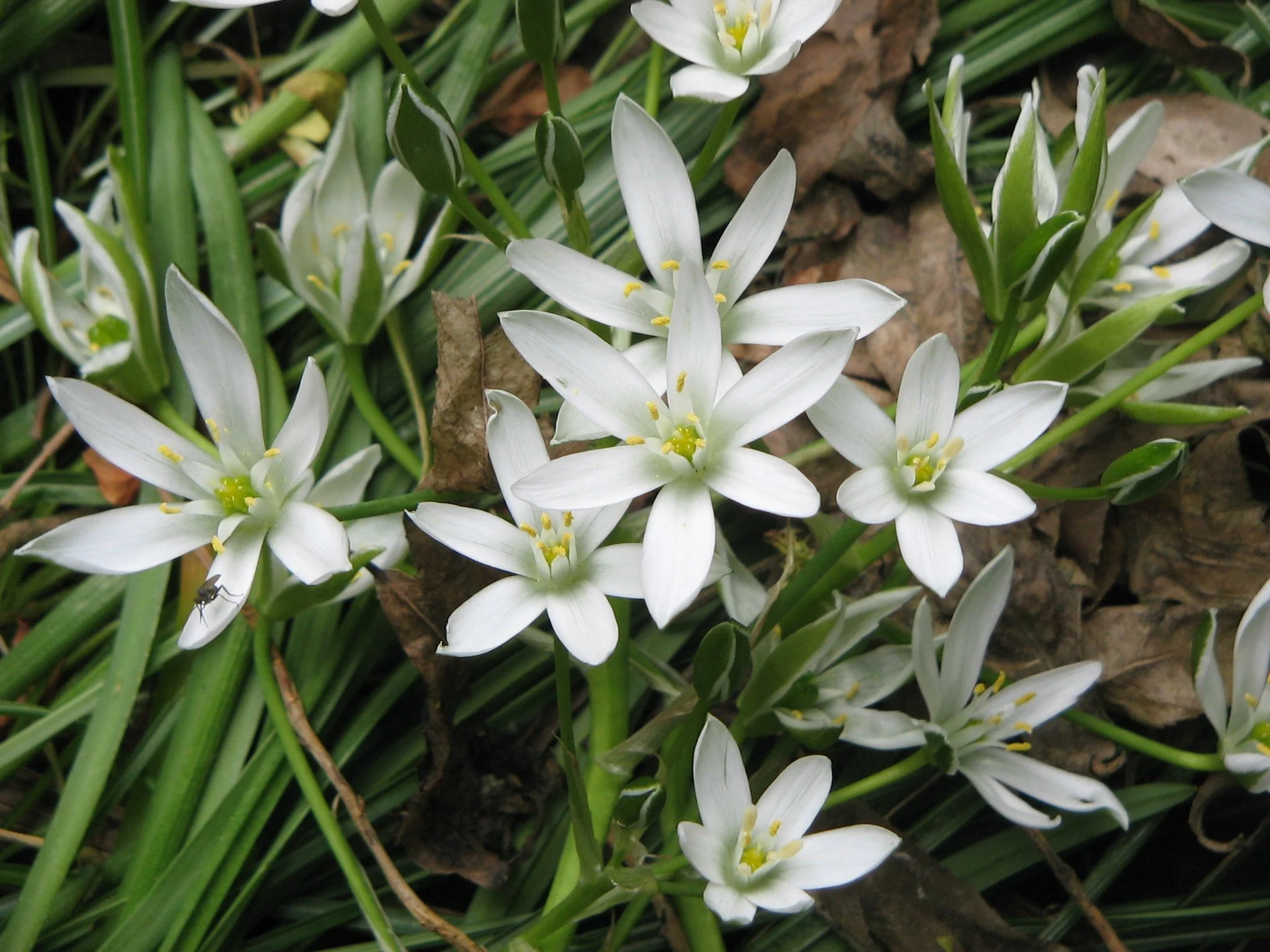 Star of Bethlehem: Grief Isn't Always About Death