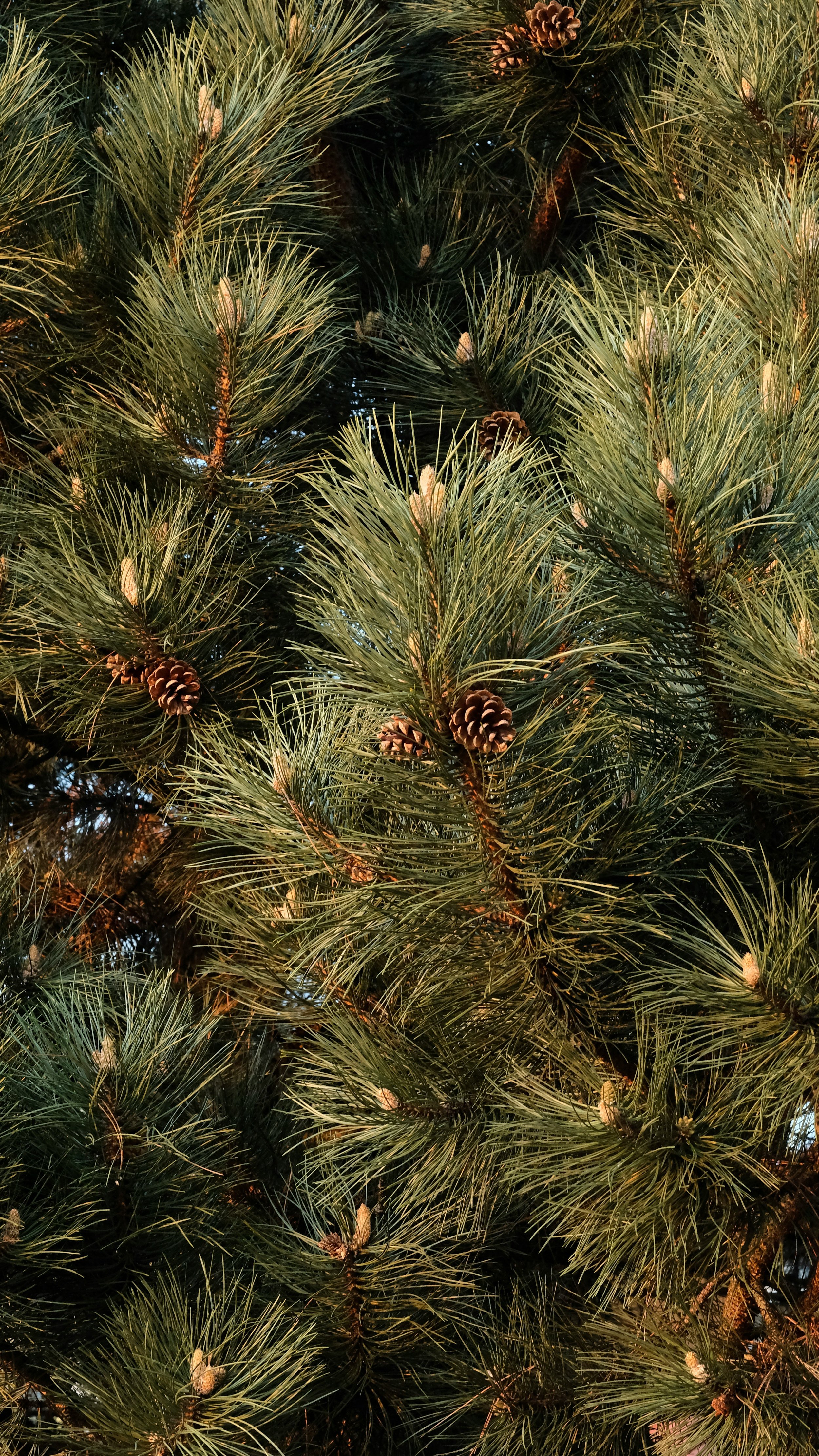 Close-up of pine tree branches with pinecones and green needles.