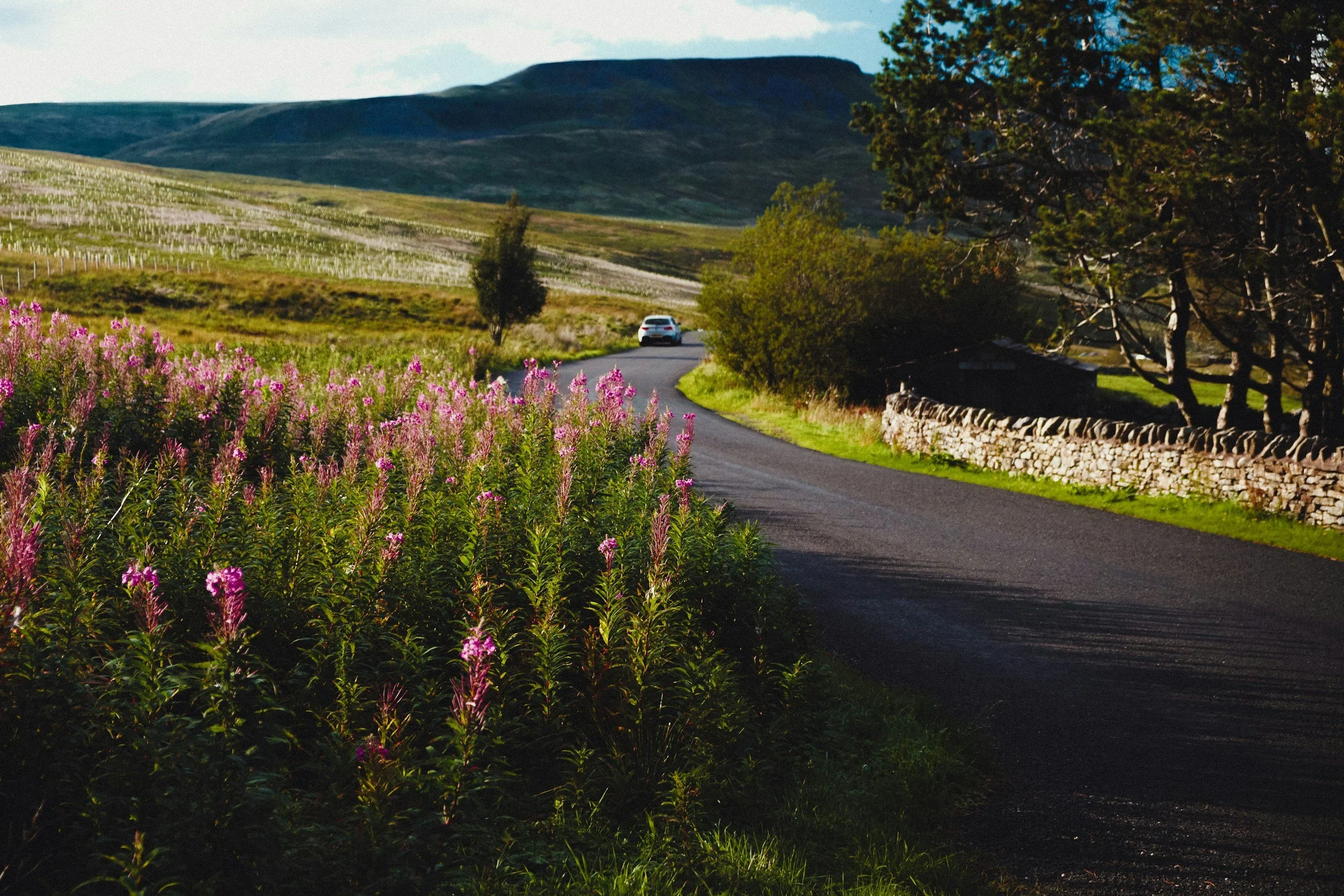A winding rural road with pink flowers on the left side, green grass, trees on the right, a stone wall, and hills in the background under a partly cloudy sky.