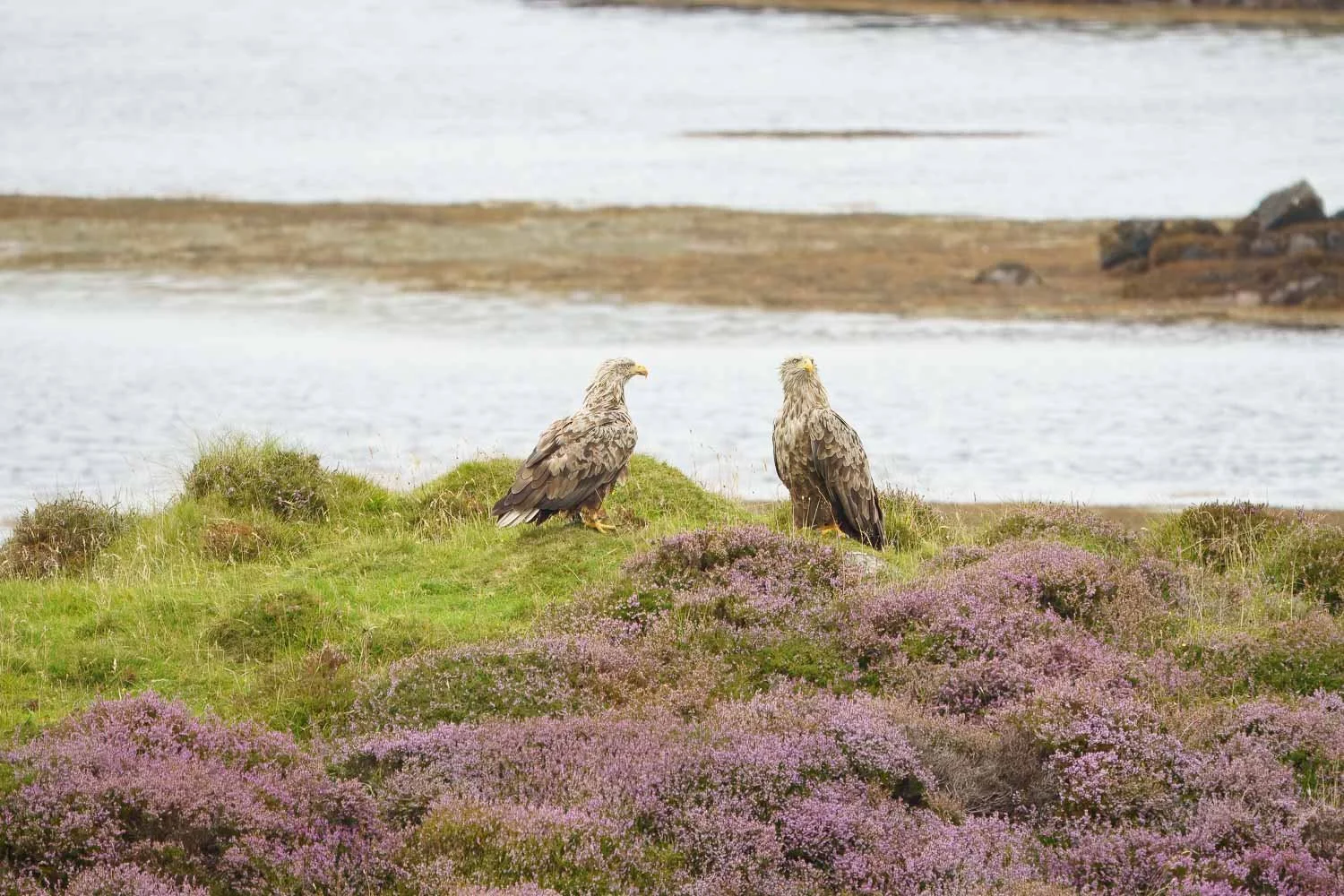 Two white tailed eagles, standing on grassy land with purple heather in the foreground, beside a loch with a rocky shoreline and distant land in the background.