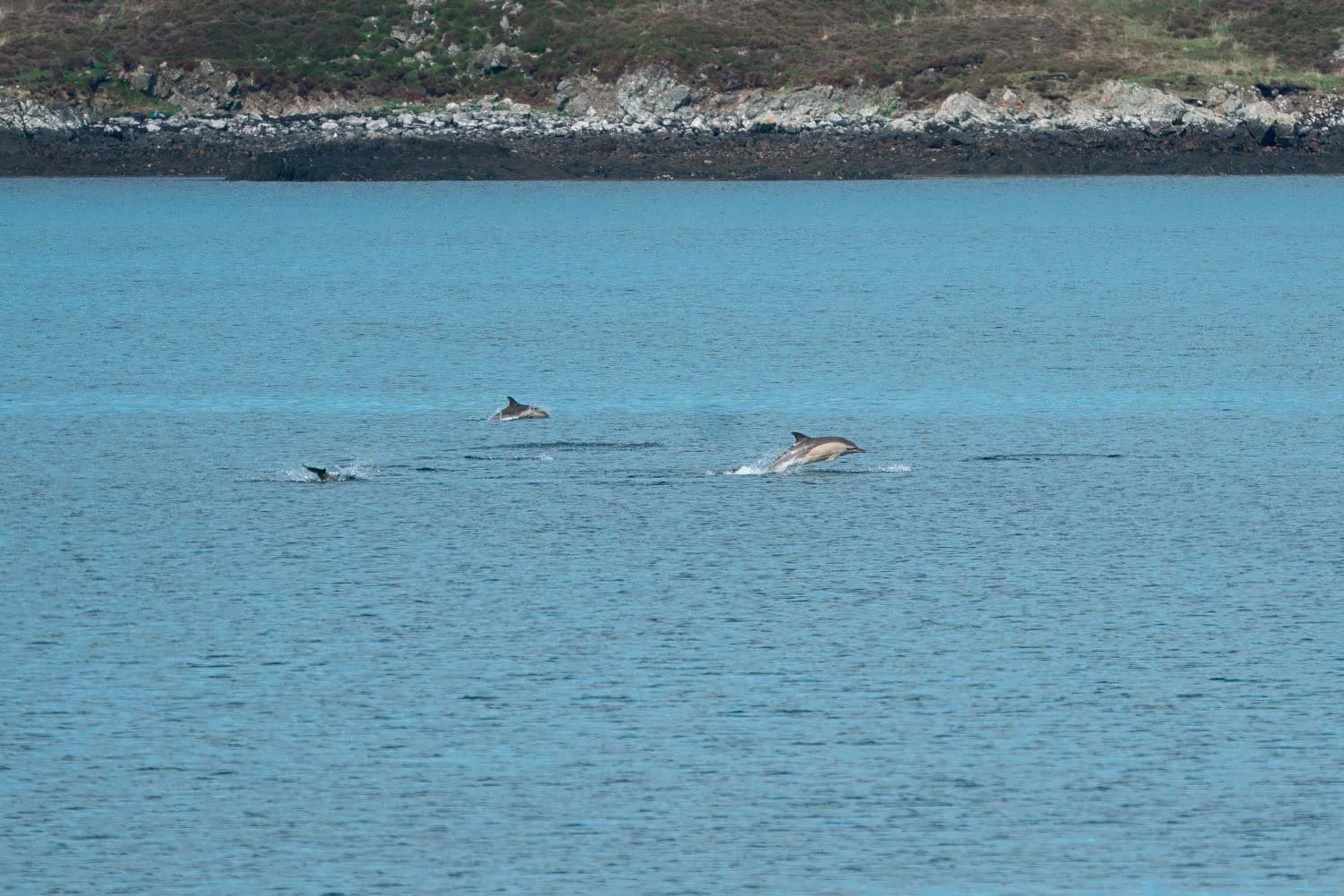 Three dolphins jumping out of the water in a loch with rocky shoreline and sparse vegetation in the background.