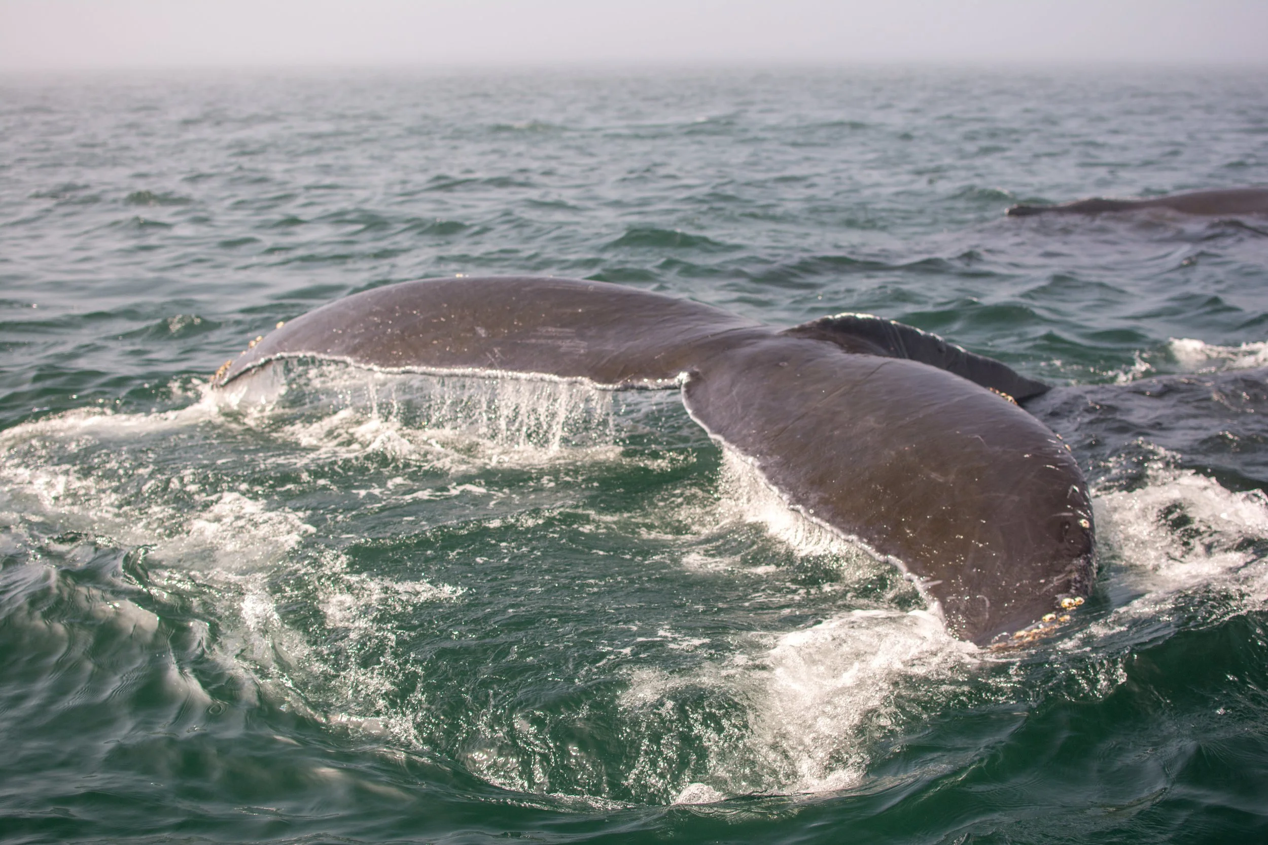 Two whales surfacing in the ocean, with one whale's back visible and water splashing around.