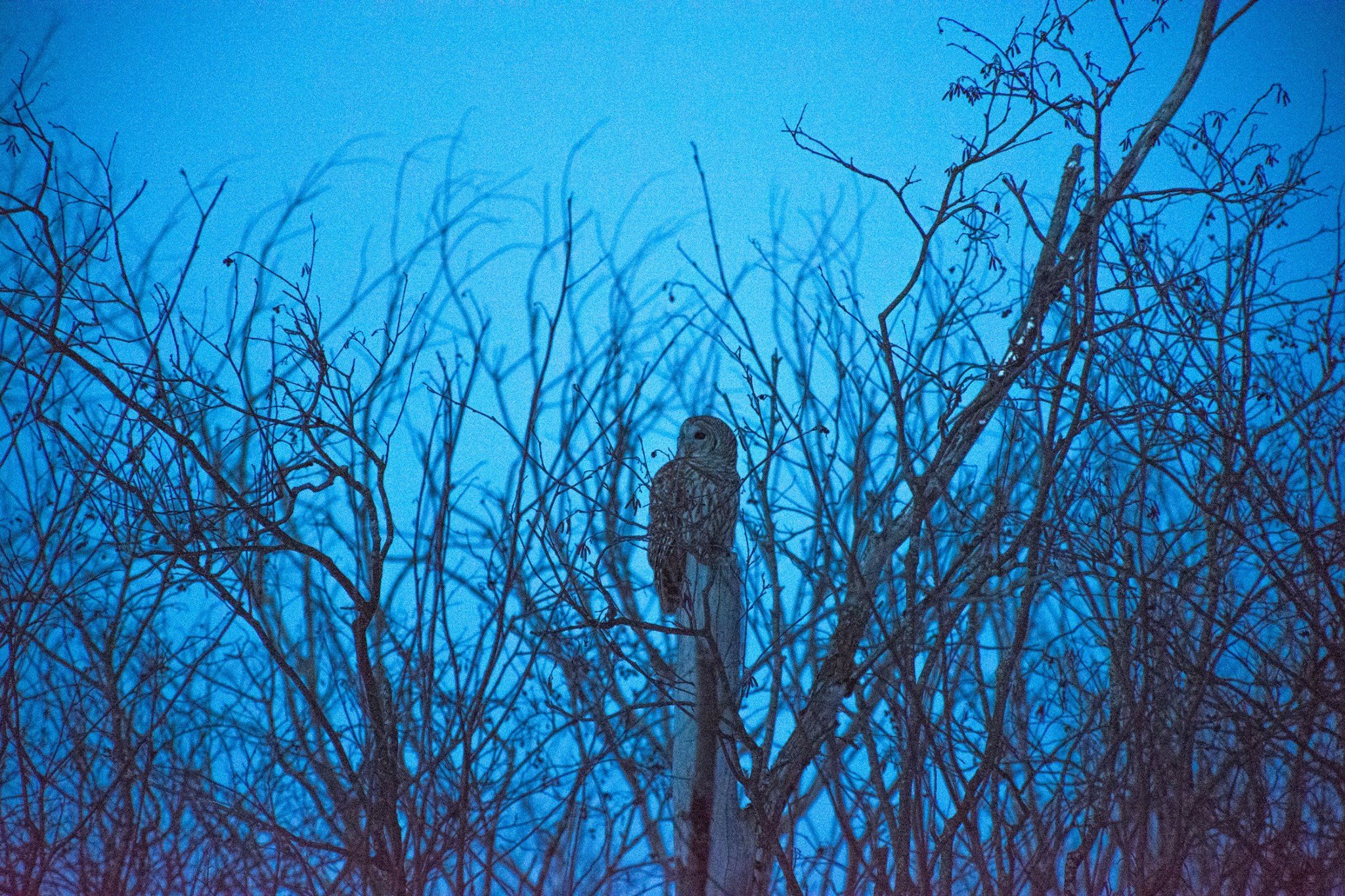 A barred owl perched on a tree branch amidst leafless trees against a blue sky.