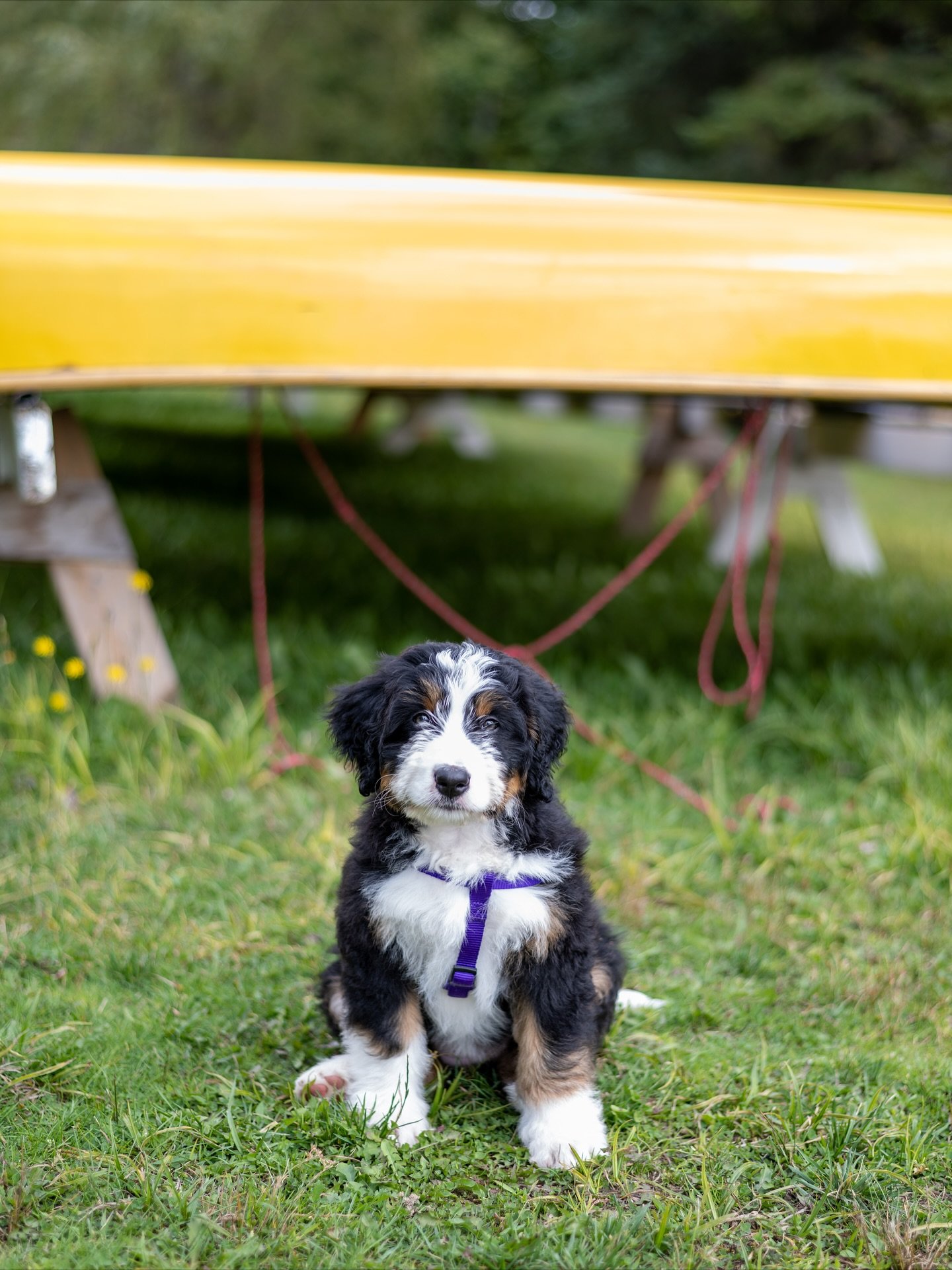 There&rsquo;s a new pup running around Camp! 
Introducing sweet Digby! 🐾
.
.
.
@life_at_greystone 
#dogsofinstagram #puppy #muskoka #camp #ontario #bernedoodle