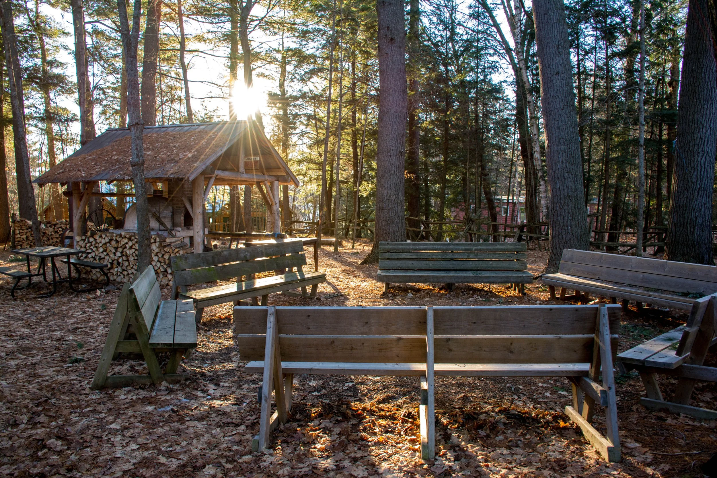 Sunlight filtering through tall pine trees in a forest, illuminating wooden benches and a rustic woodpile near a small wooden shelter.
