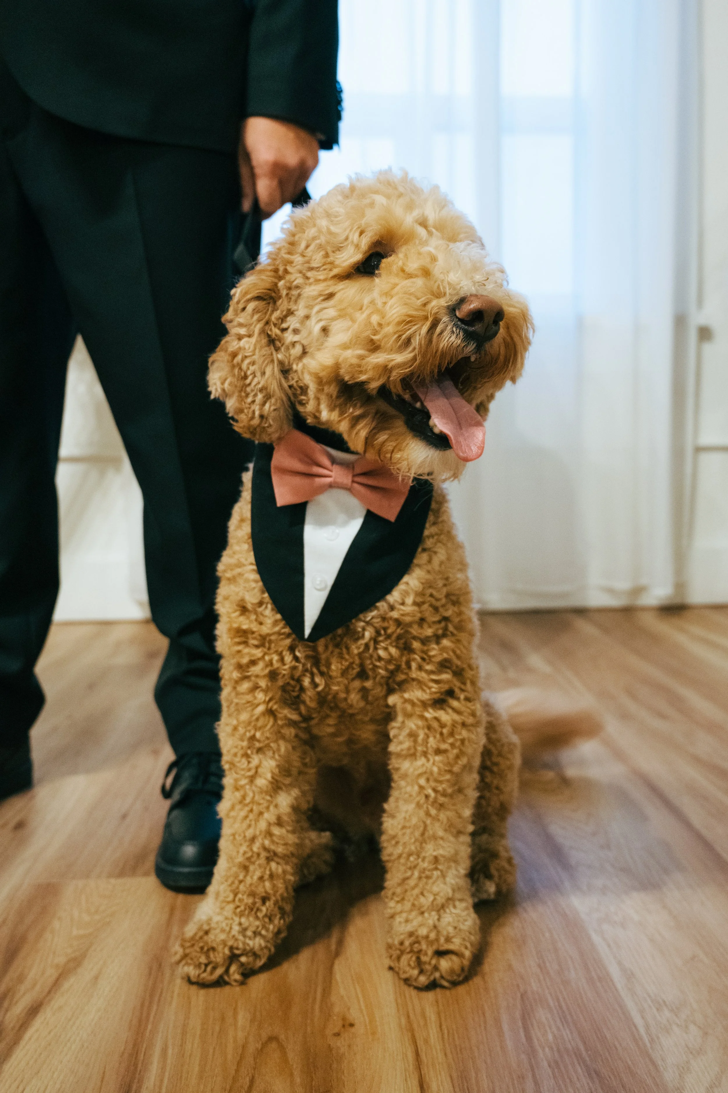 A dog dressed in a tuxedo with a pink bow tie, sitting on a wooden floor. A person in a dark suit is partially visible behind the dog.