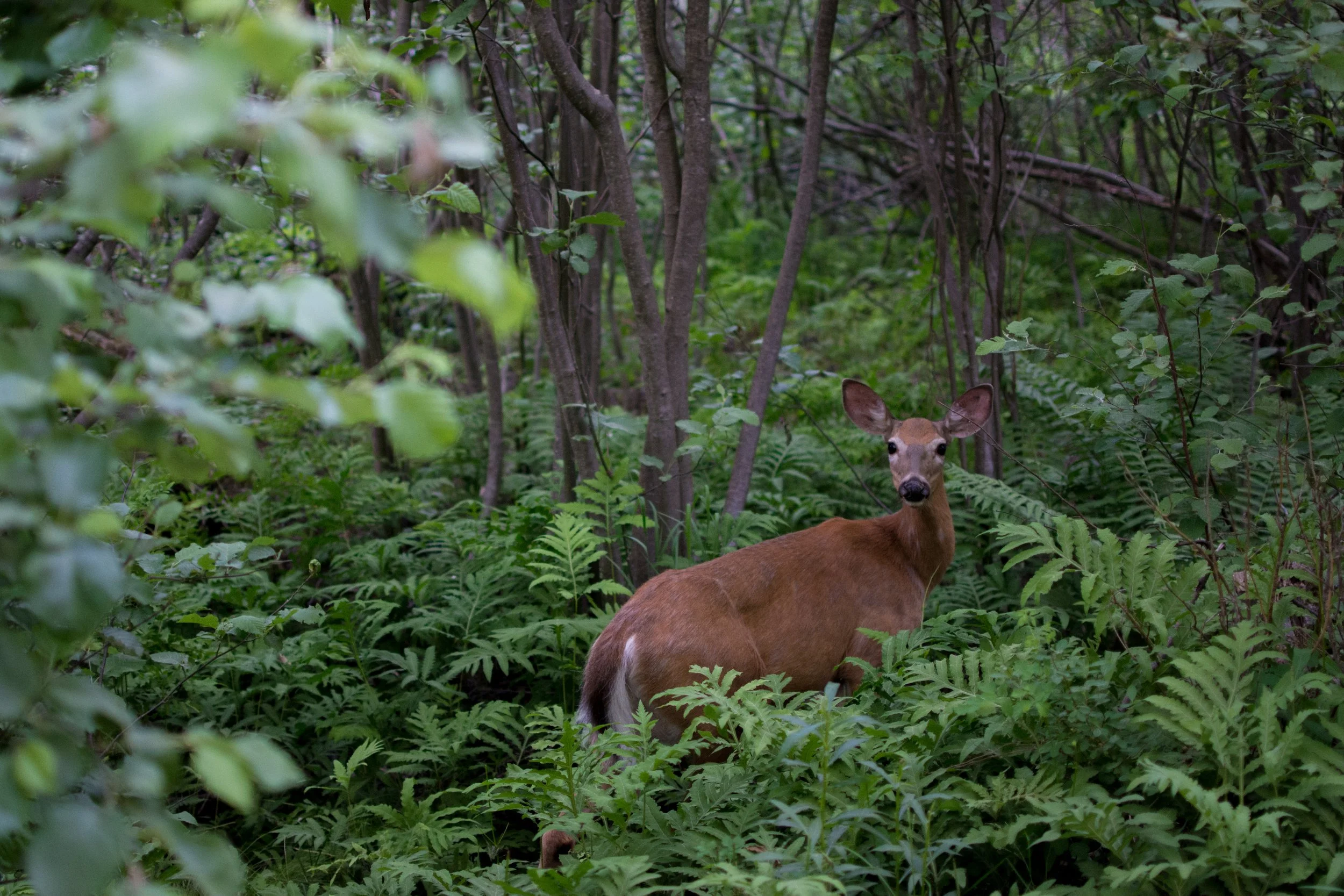 A deer standing in a dense, green forest with tall trees and lush foliage, looking towards the camera.