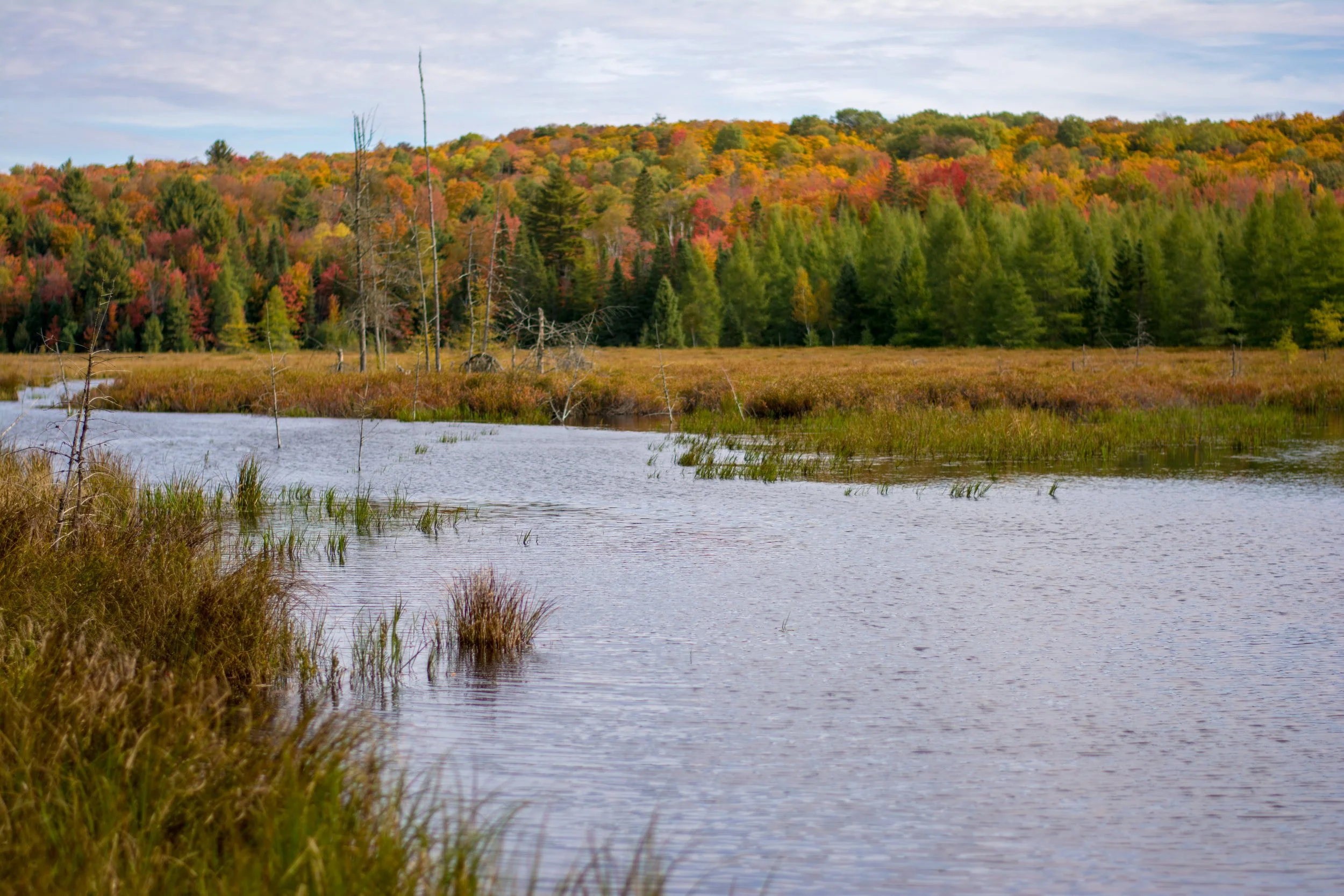 A river flowing through a grassy wetland with trees and a colorful autumn forested hill in the background.