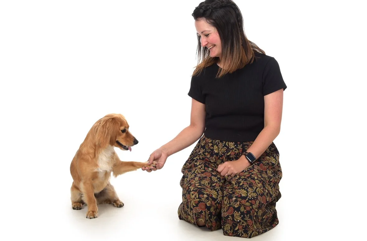 A woman kneeling down and shaking hands with a small golden puppy against a plain white background.