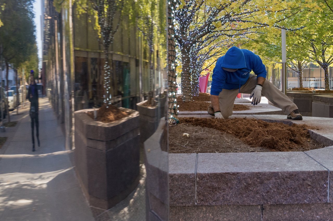 A construction worker kneeling on the ground, planting or maintaining a landscaped area with trees decorated with Christmas lights, in an urban outdoor setting.