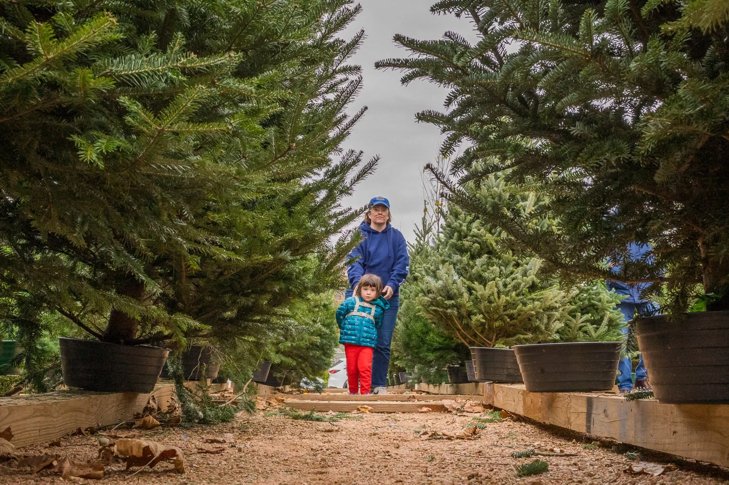 A woman and a young girl walking through a Christmas tree lot surrounded by potted Christmas trees on wooden pallets and a dirt ground.