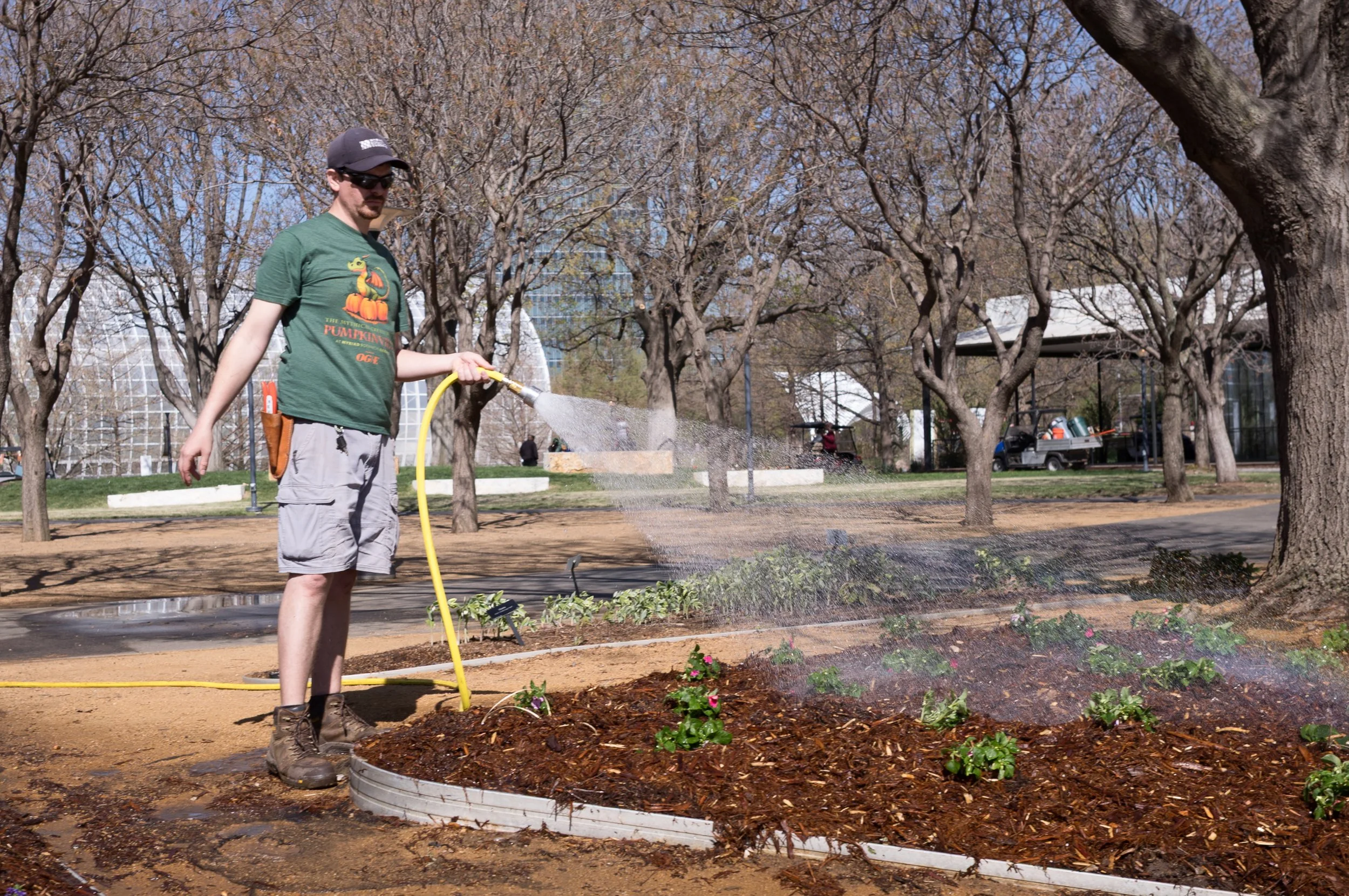 A man in a green t-shirt and gray shorts watering plants in a garden bed with a yellow hose in a park.