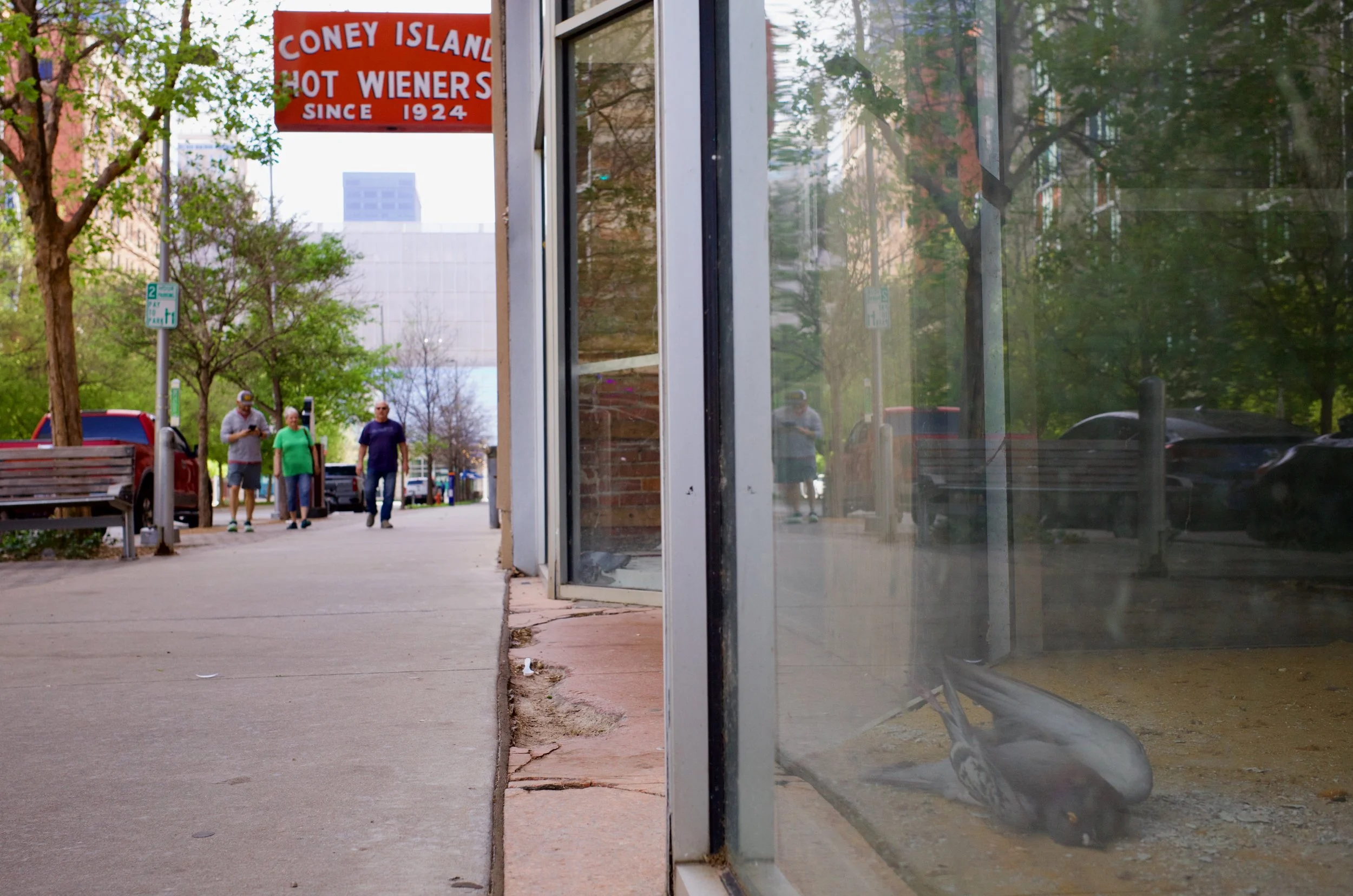 Sidewalk view of a city street with a glass storefront on the right, inside which a downed bird is lying on the ground, and pedestrians walking in the distance; a red sign on the building reads 'Coney Island Hot Wieners Since 1924'.