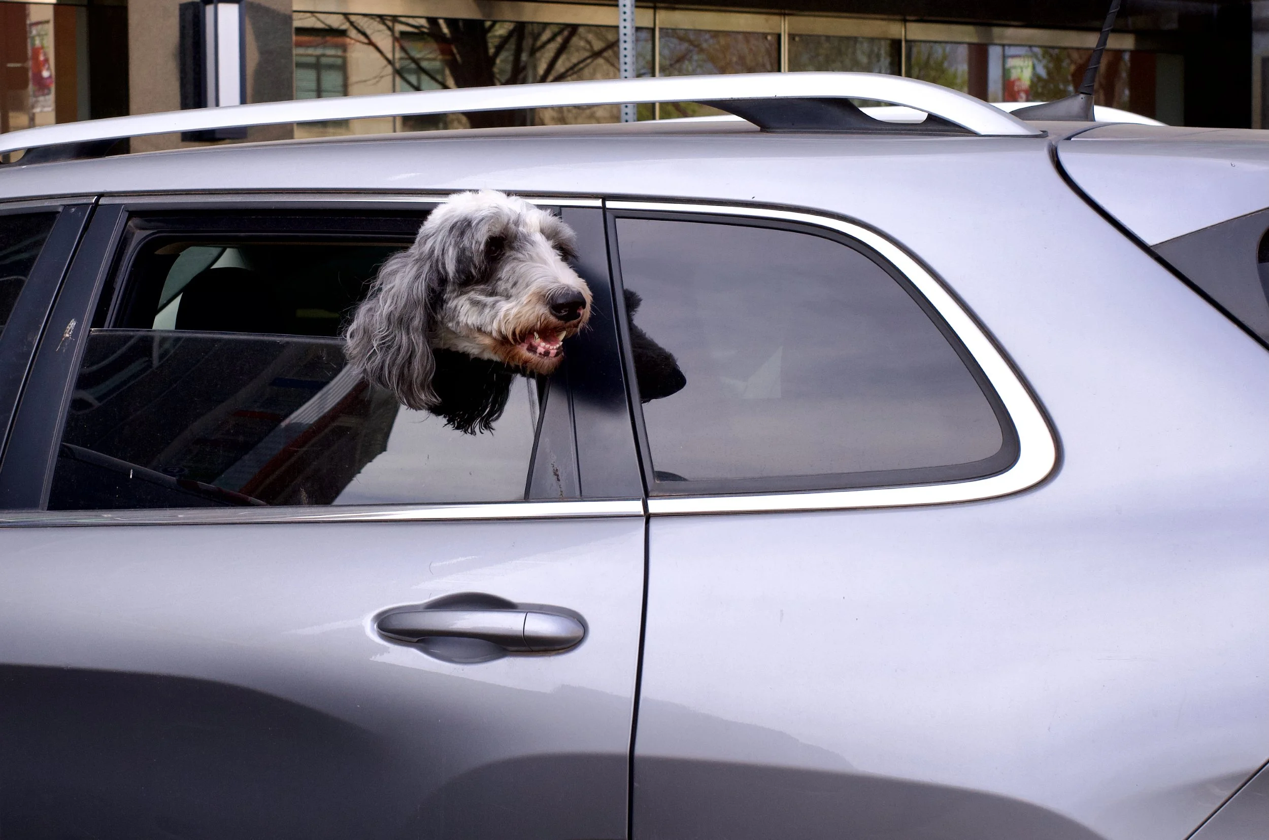 A dog with gray and black curly fur sticking its head out of the window of a silver car, looking to the side with its tongue slightly out.