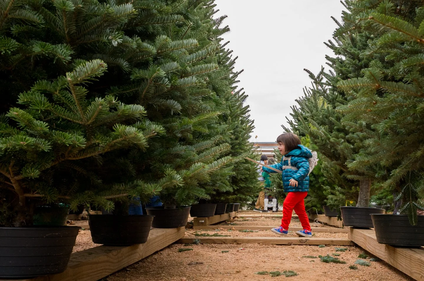 A young boy in a blue jacket and red pants is playing with a stick among potted Christmas trees at a tree farm.