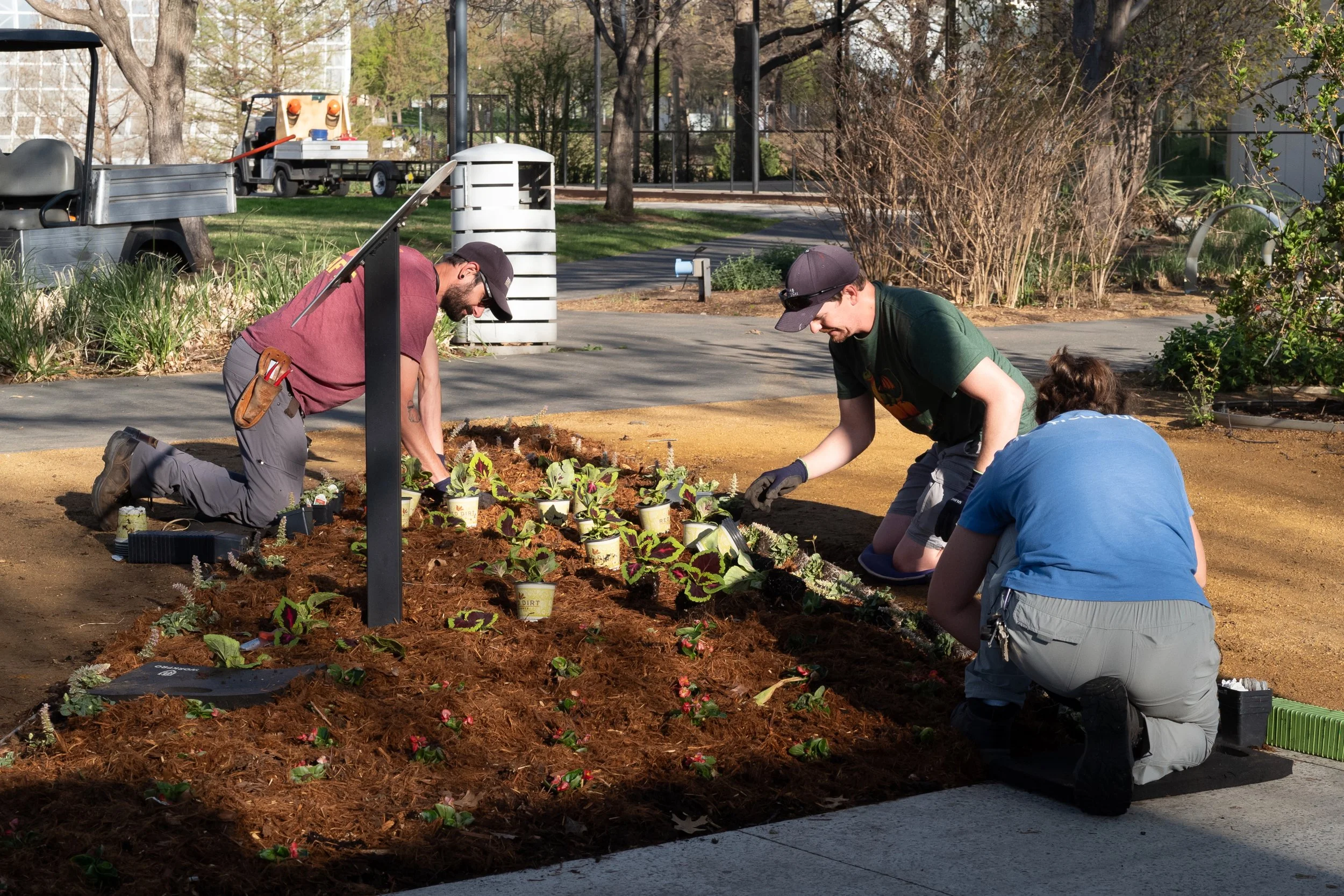 Three people planting flowers in a garden bed outdoors on a sunny day.