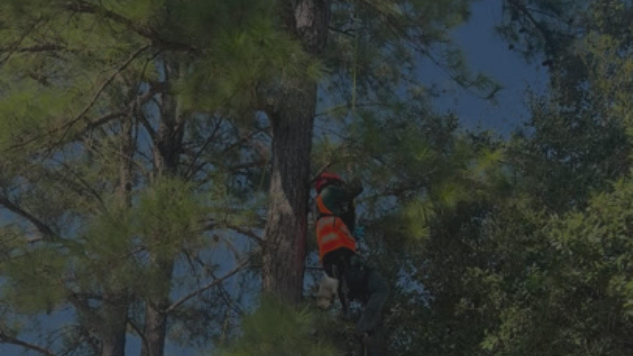New Way Tree Service (Presentation) (2).png