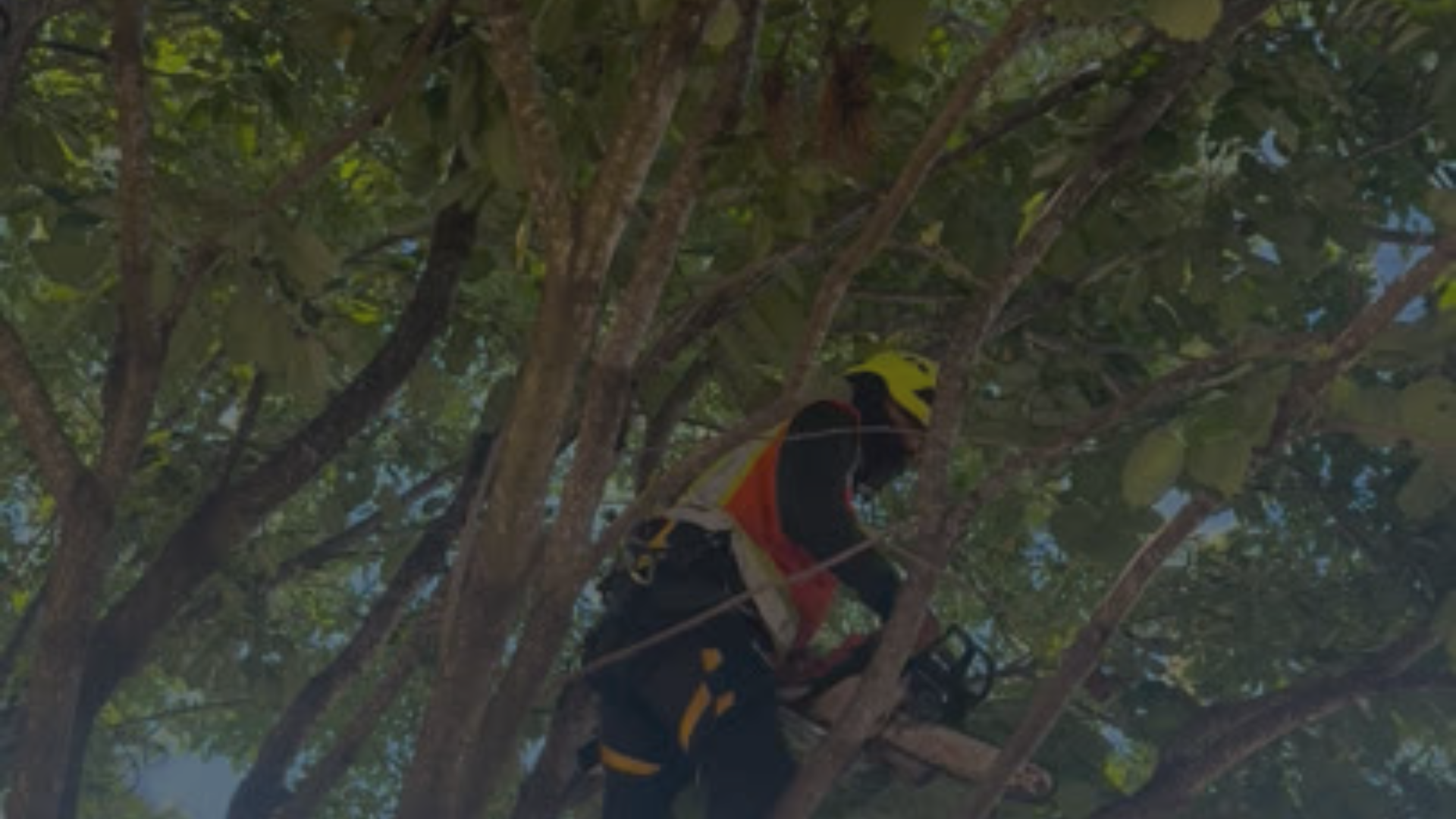 New Way Tree Service (Presentation).png