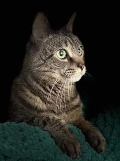 A close-up of a tabby cat with green eyes resting on a dark surface.
