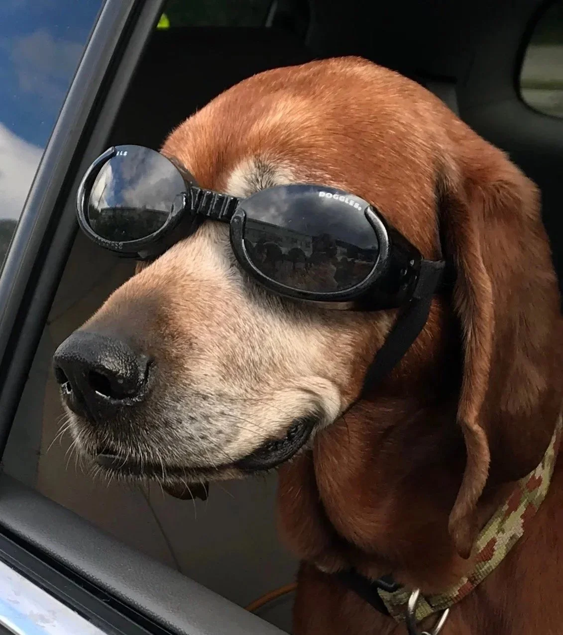 A dog wearing goggles, sitting inside a vehicle, with the window reflecting the sky and clouds.