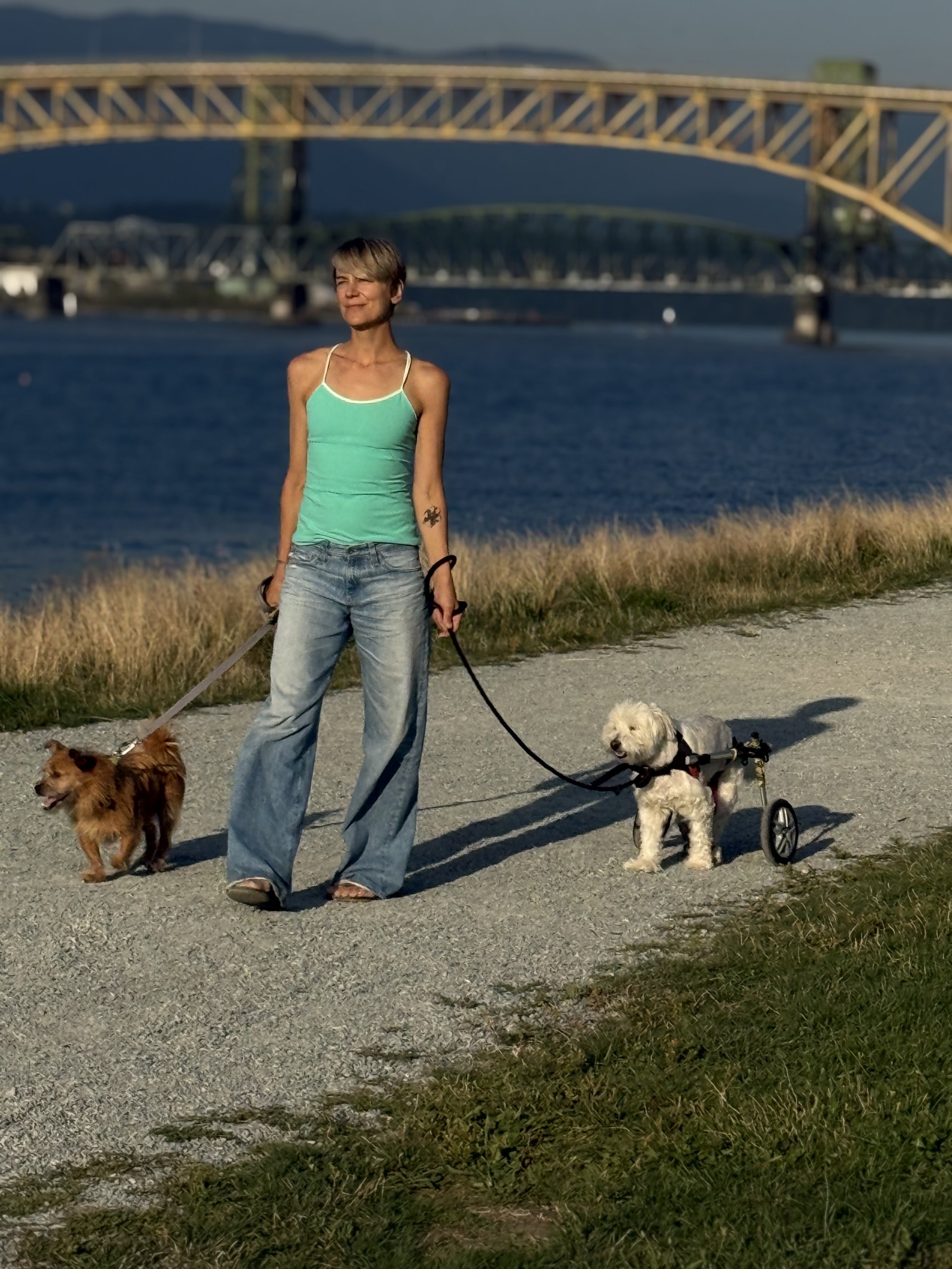 A woman walking two dogs along a gravel path near the water with a bridge in the background. One dog is on a leash and looks like a small golden-brown breed, and the other is a white dog in a wheelchair.