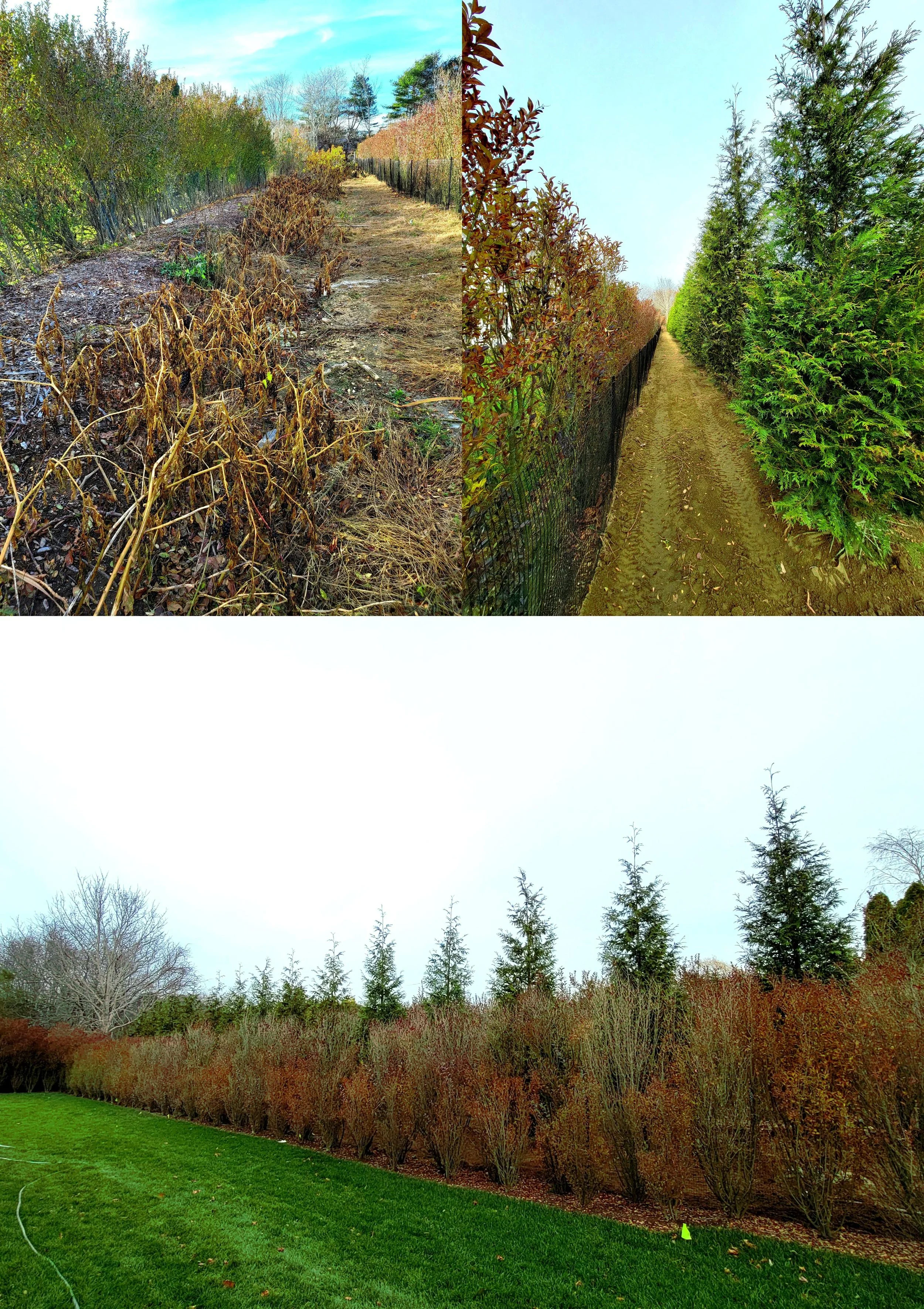 newlight screening collage.jpg