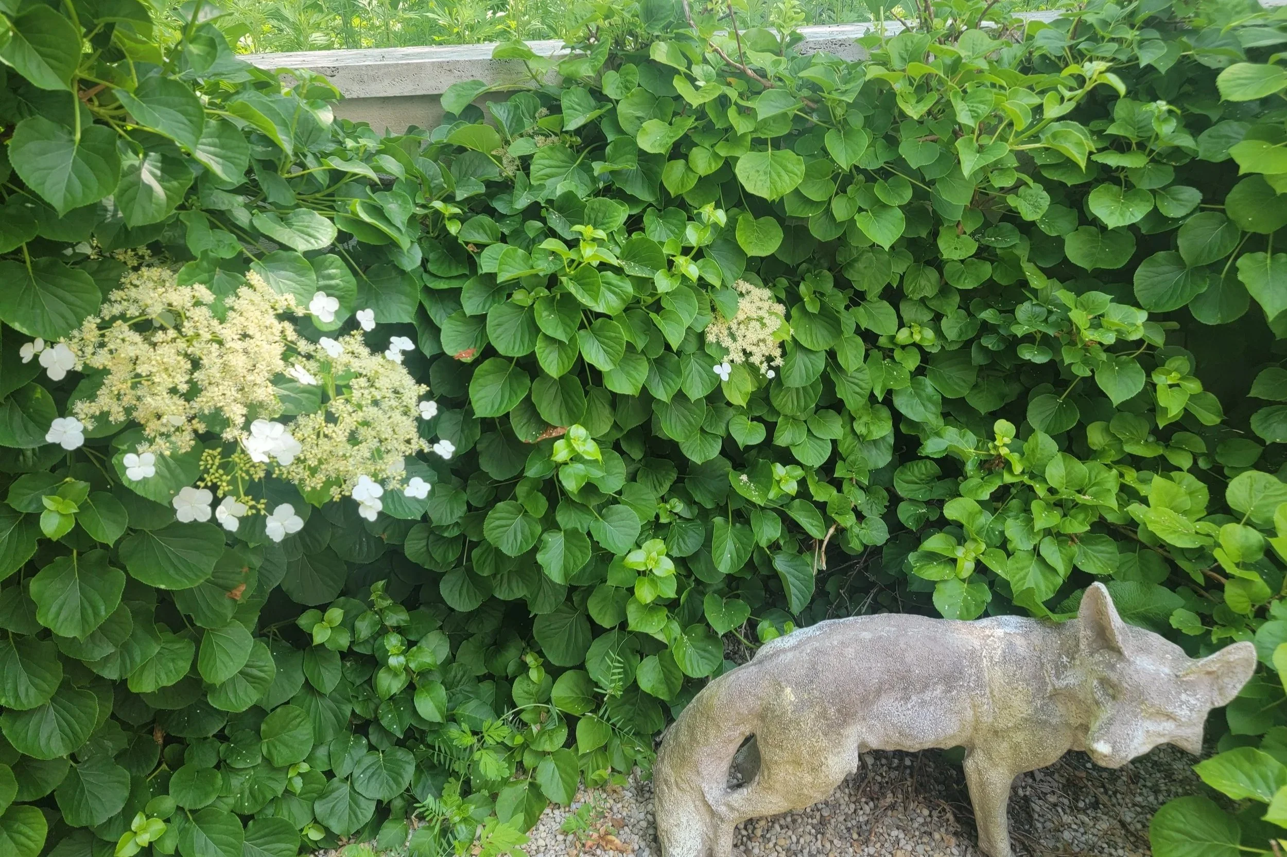 Bridgehampton Landscape Maintenance. Climbing Hydrangea