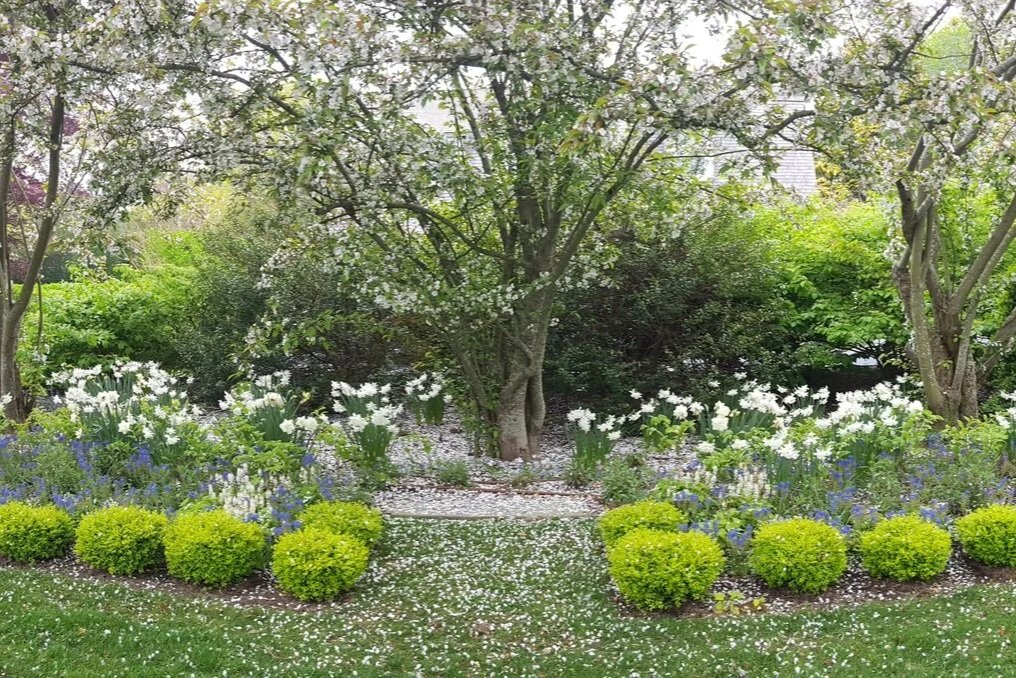 A shade garden flowering in spring in Southampton village