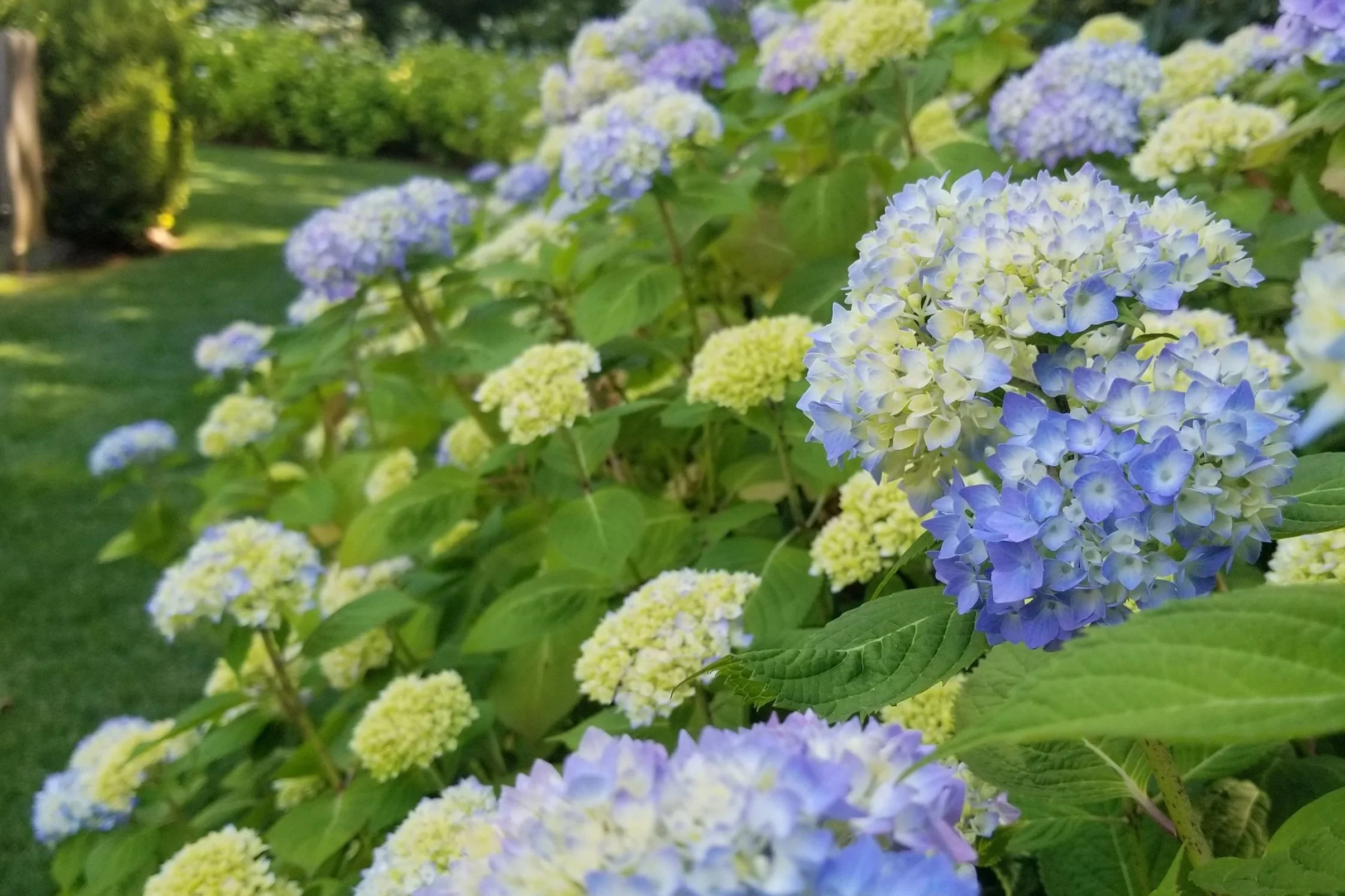 Border of Endless Summer Hydrangeas in Southampton, NY.