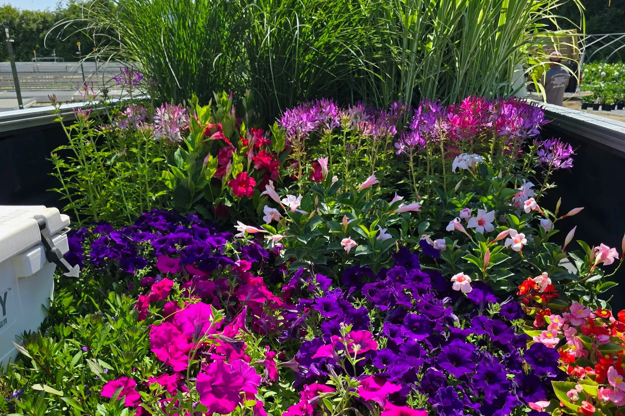 Annual Flowers getting delivered for installation in Southampton Village