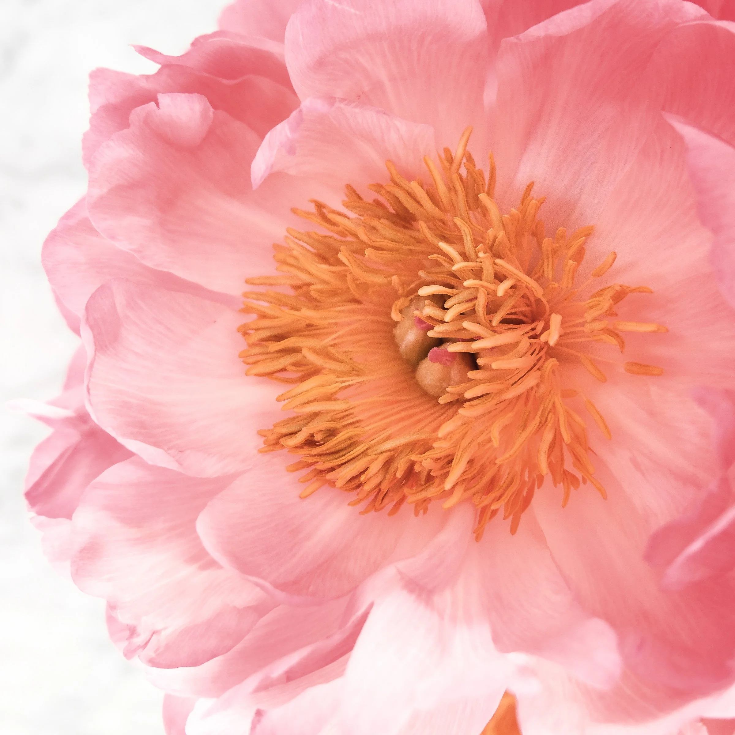 Perinatal grief counselor in Fort Worth supporting parents after miscarriage, stillbirth, or infant loss.