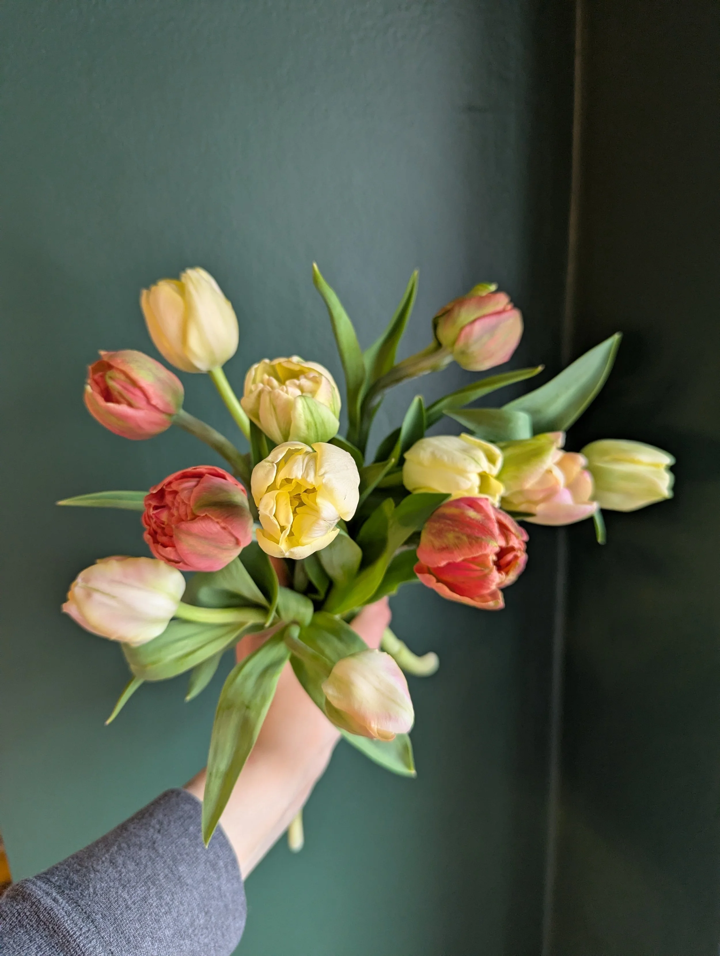 3-Week Early Spring Tulip and Daffodil Subscription