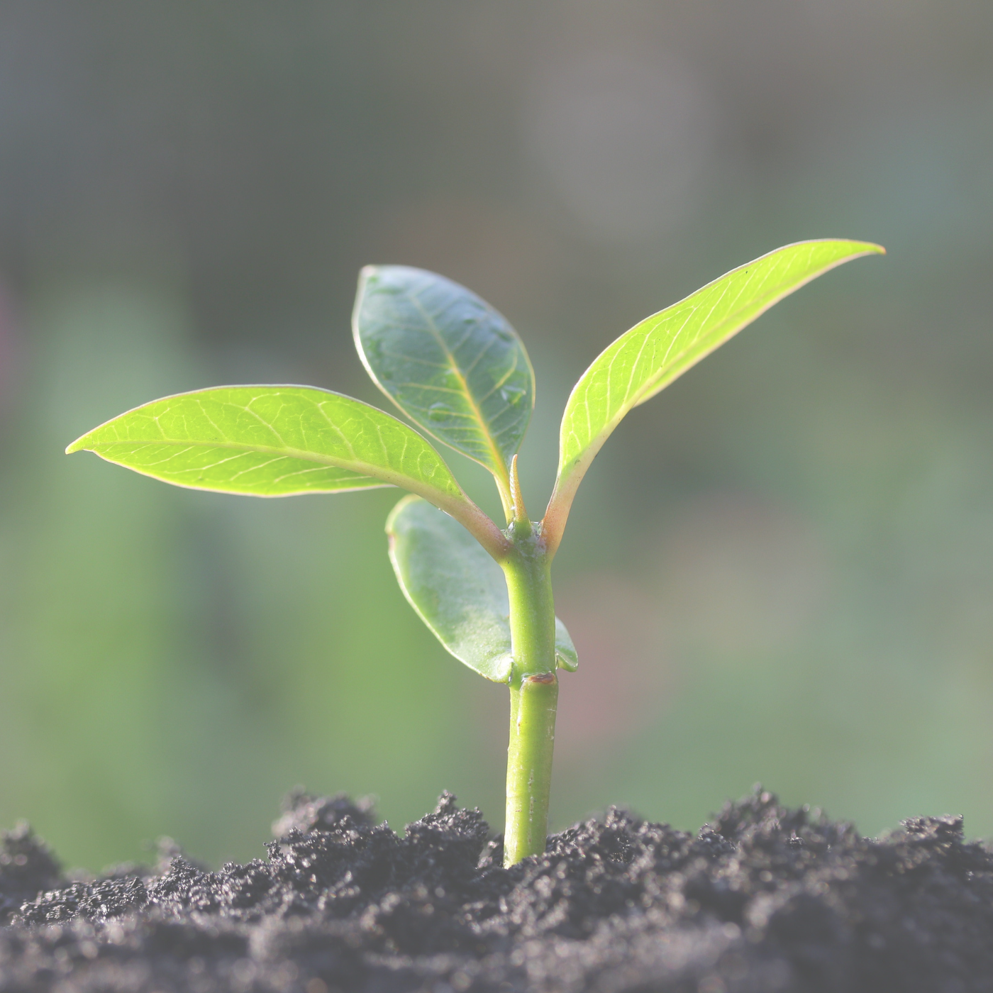 Young plant growing from soil, symbolizing healing and personal growth through therapy.