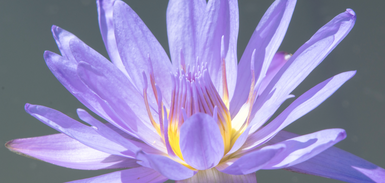 Lotus flower representing growth and healing emerging from difficulty, reflecting a compassionate approach to therapy and change.
