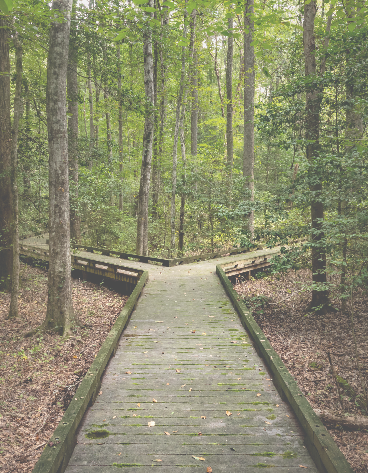 Wooden walking path in the woods with a fork ahead, symbolizing decision-making, life transitions, and navigating change in therapy.