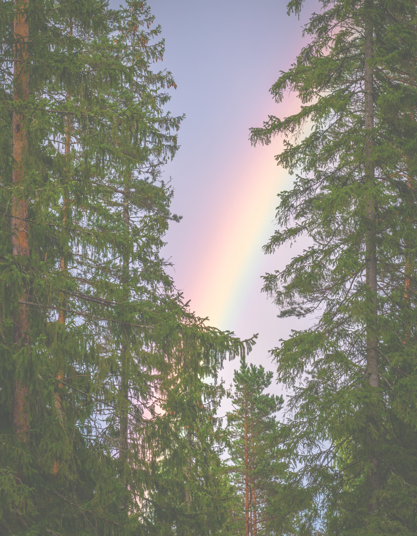 Rainbow visible through an opening in tall pine trees, symbolizing hope, safety, and LGBTQ+ affirming therapy in St. Louis.