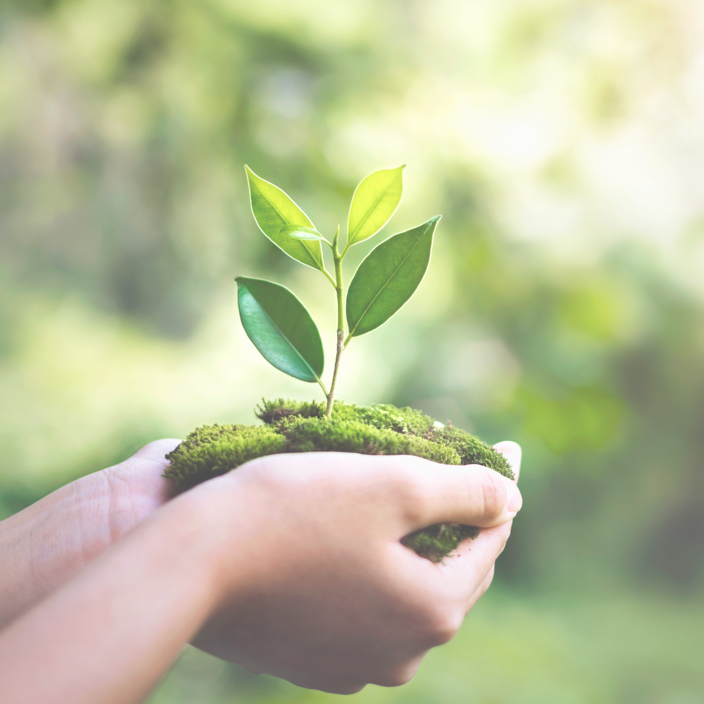A person's hands holding a small patch of moss with a young green plant growing out of it, set against a background of blurred greenery.